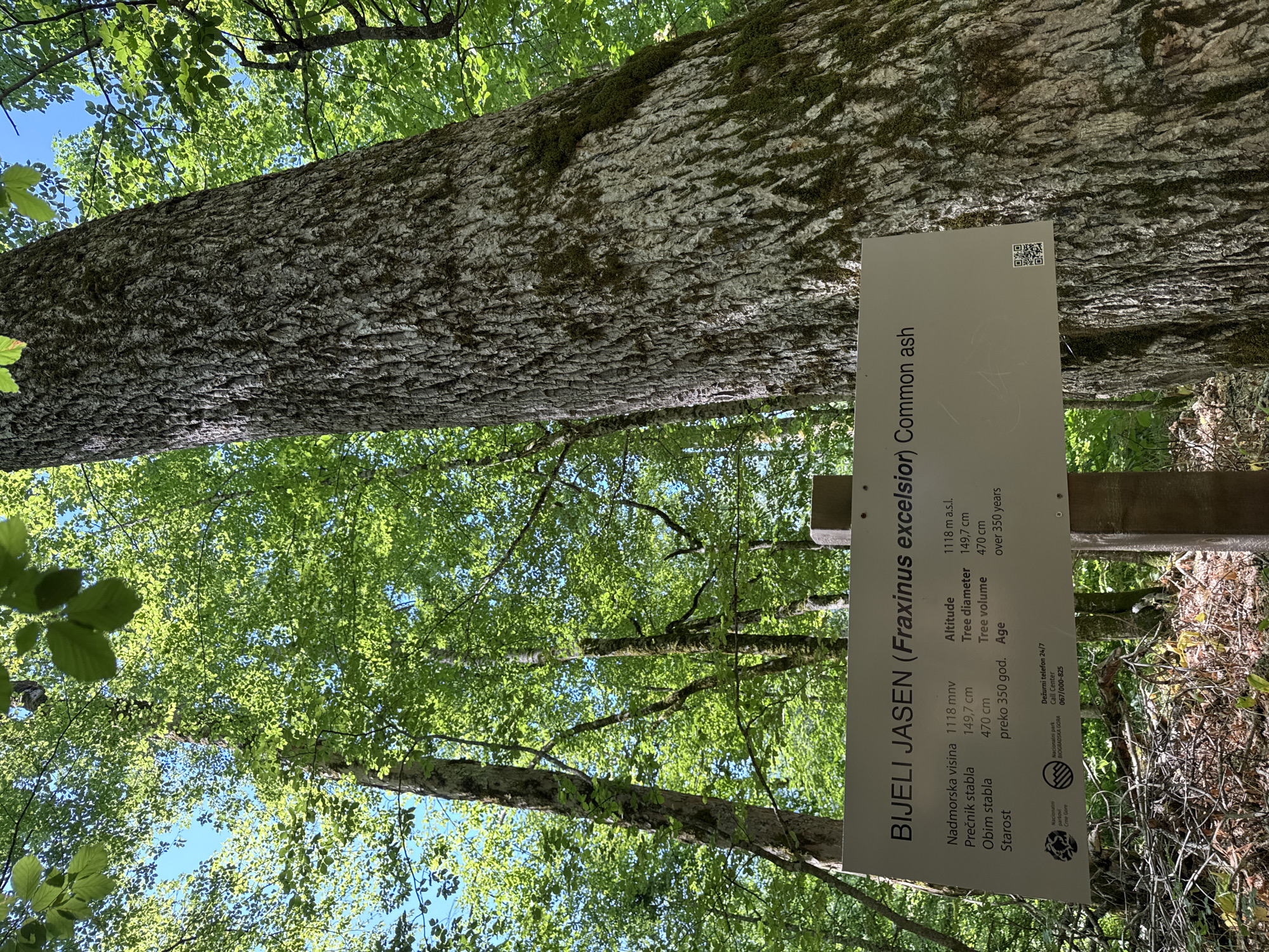 The image is an eye-level, outdoor shot of a large tree trunk in a forest environment. A weathered sign is mounted on a wooden post in front of the tree. The sign displays text in Croatian and English, identifying the tree as "BIJELI JASEN (Fraxinus excelsior) Common ash" and providing details about its altitude, diameter, volume, and age. It also includes logos for "Nacionalni park Biogradska Gora" and a 24/7 call center number. The trunk of the tree is rough and textured, with moss growing in patches. Sunlight filters through the dense green foliage of the surrounding trees, creating a dappled lighting effect. The ground is covered with fallen leaves and branches. The overall scene suggests a natural setting within a protected area, likely a national park in Montenegro, as indicated by the park's name on the sign. While the exact location within Sjerogošte, Montenegro is not explicitly stated, the presence of Biogradska Gora National Park suggests a proximity to or inclusion within that protected area, known for its ancient forests.