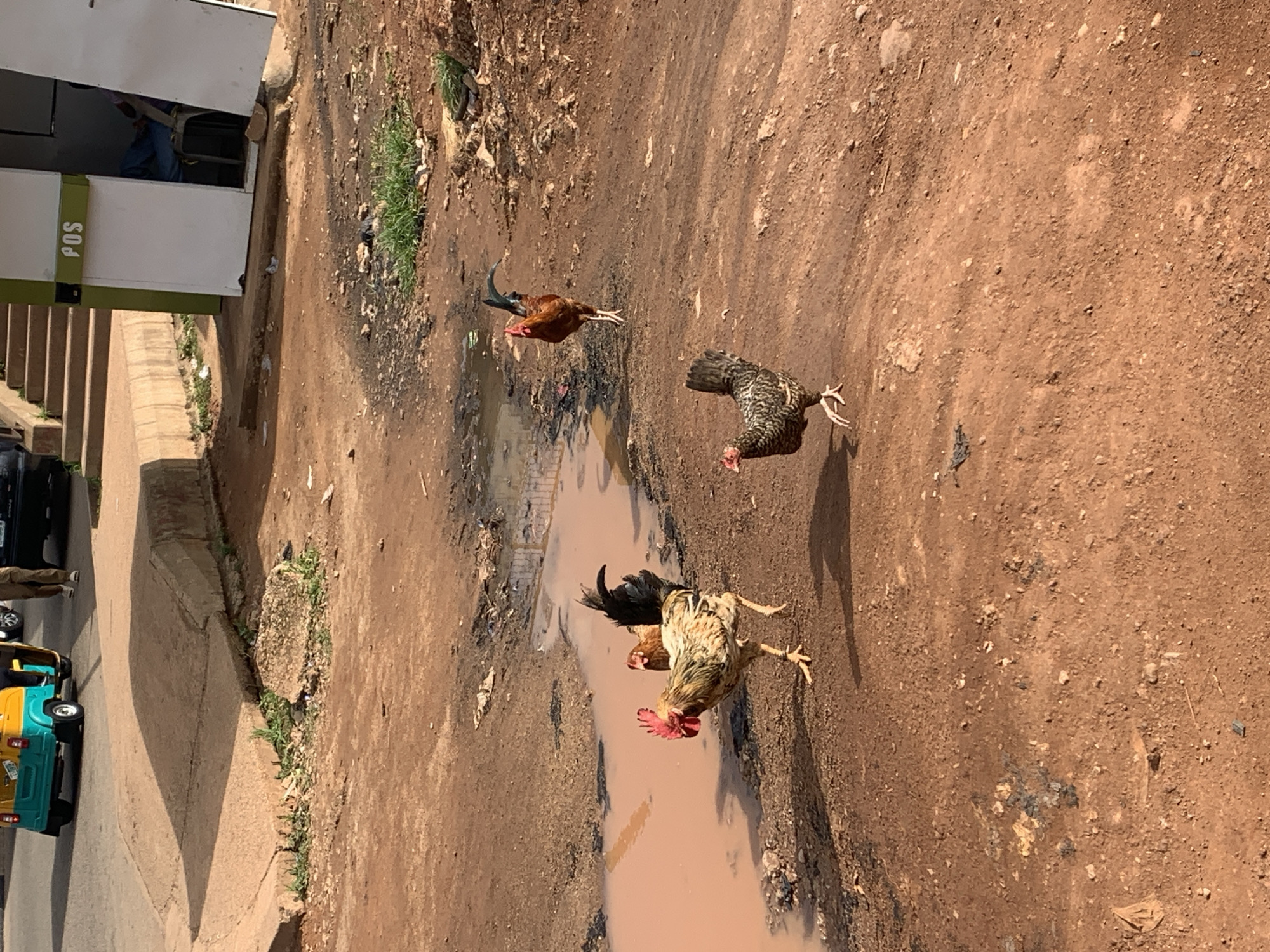The image depicts a street scene in Gura Top, Nigeria, featuring three chickens in the foreground and midground. The ground is predominantly dirt with scattered pebbles and debris. A large puddle of muddy water is visible on the left side. In the background, there is a paved ramp leading to a sidewalk and a small building with a "POS" sign. A yellow and blue motorized rickshaw is parked on the street to the left, and a person is walking in the background. The lighting suggests it is daytime.