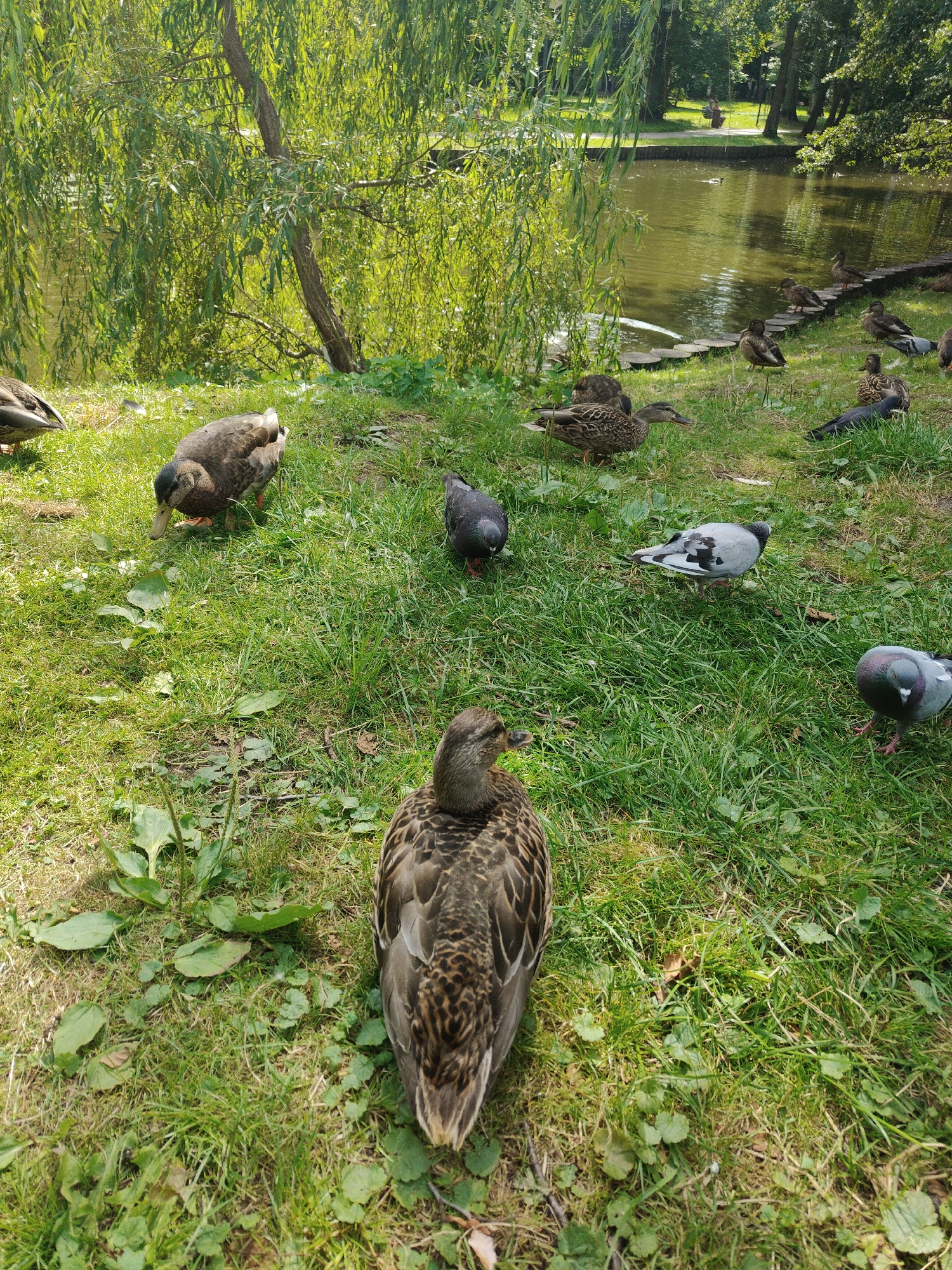 A flock of ducks and pigeons are gathered on the grassy bank of a pond. The pond is surrounded by trees, and a path is visible in the background. The scene appears to be a public park. The image does not provide enough information to determine the specific location within Zelenogradsk, Russia.