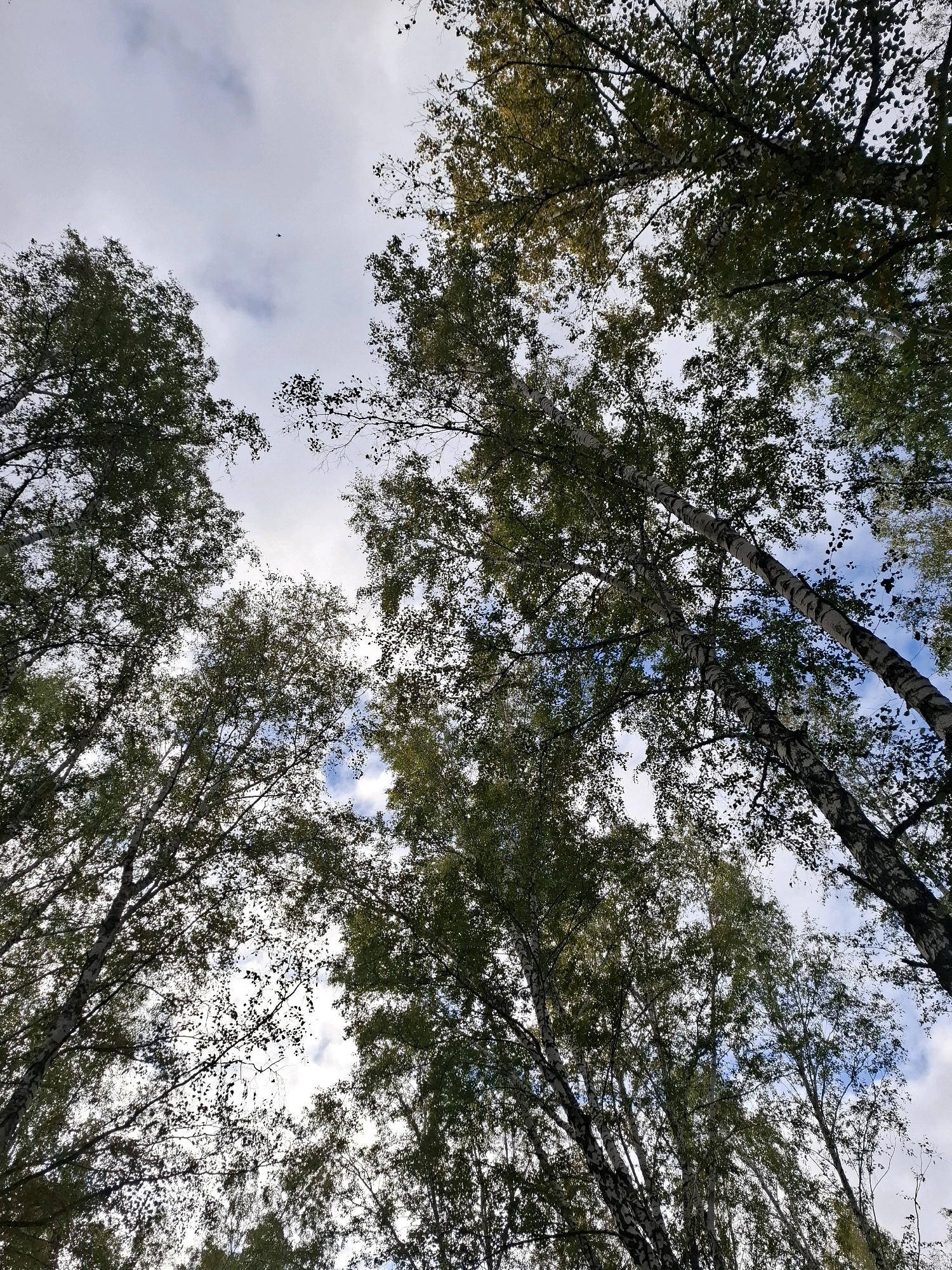 The image shows a low-angle view looking up through the canopy of birch trees in Tyumen, Russia. The sky is overcast with some patches of blue visible, and clouds are present. The birch trees have distinctive white bark with black markings. The leaves on the trees are mostly green, with some hints of yellow and brown, suggesting it may be early autumn. The scene is likely a forest or park area within the city, as indicated by the presence of well-established trees. No people or specific structures are visible in the frame. The lighting suggests it is daytime, possibly late afternoon, given the soft, diffused light.