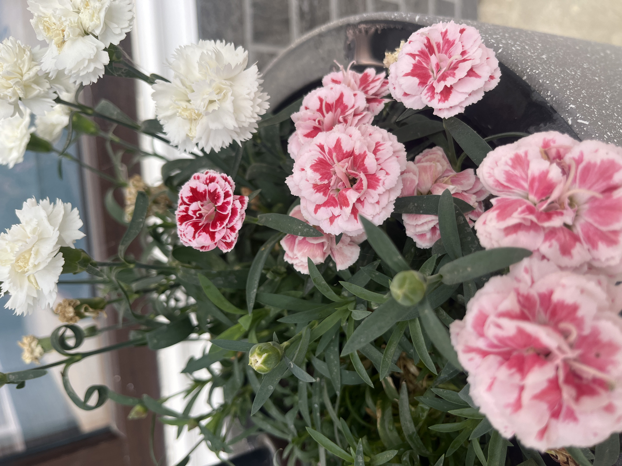 The image displays a close-up view of a potted plant featuring a variety of carnations. The flowers exhibit a mix of white and pink with red markings. Several buds are also visible amongst the dense green foliage. The pot appears to be made of a textured, grey material. In the background, elements of an urban environment can be discerned, including what appears to be brickwork and a window frame. The lighting suggests an outdoor setting, possibly during daylight hours. The specific location of Paraul, Russia, is not discernible from the visual information presented in the image.