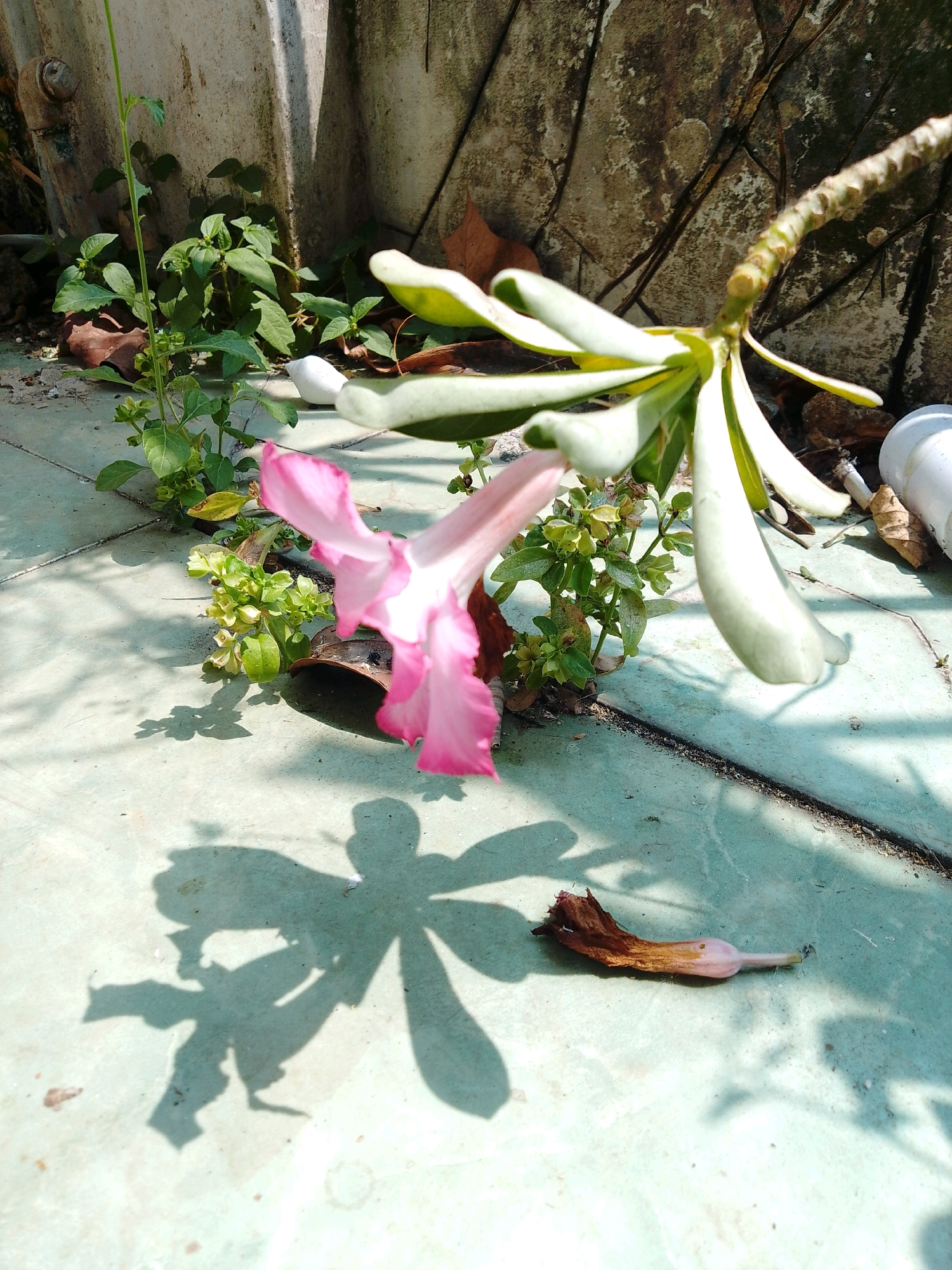 A pink desert rose flower with green leaves is partially visible in the foreground, casting a prominent shadow on a teal tiled surface. To the left, a thin green stalk with small leaves grows upward. Behind the flower, a concrete wall with rough textures and dark lines is visible. A dried brown leaf lies on the ground near the flower. The scene appears to be outdoors, possibly in a courtyard or garden area. The lighting suggests it is daytime, with strong sunlight creating the shadows. The image does not contain any people or indicate any specific actions or interactions. The general environment appears to be an urban or suburban setting.