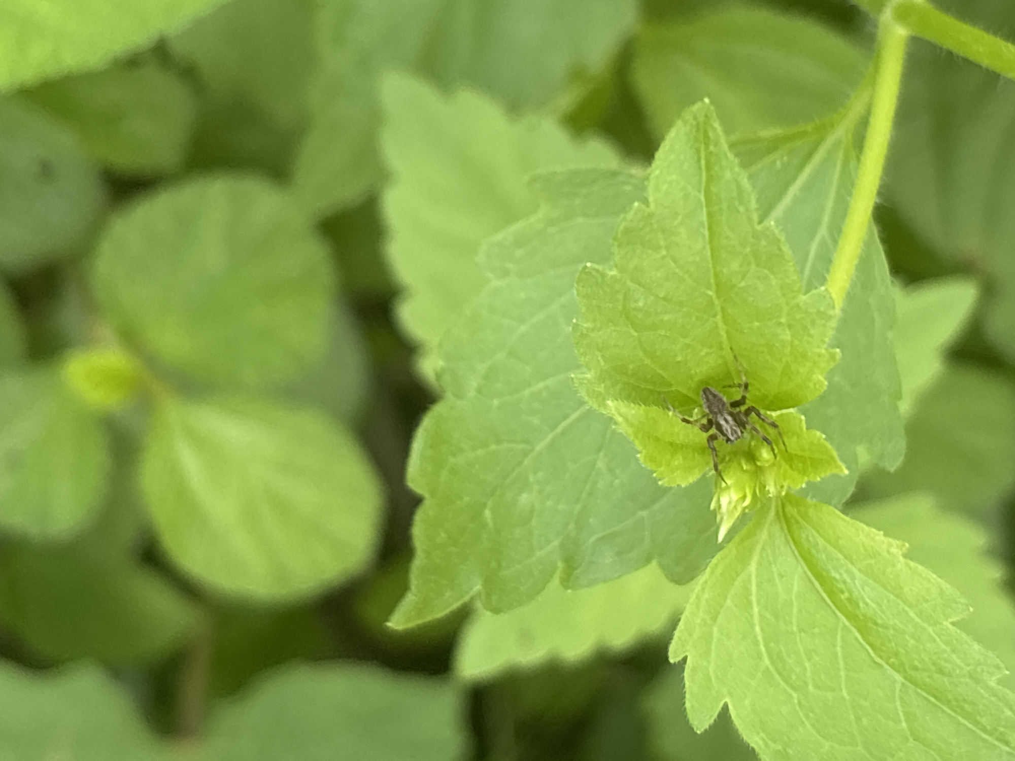 An overhead shot shows a small, brown spider with visible legs and body markings sitting on a bright green leaf. The spider is positioned on a cluster of young leaves, with some older, larger leaves visible below and to the left. The background is a blur of more green leaves, suggesting a garden or natural outdoor setting. There are no people or any other discernible objects in the image. The image was captured in Lhokseumawe, Indonesia.