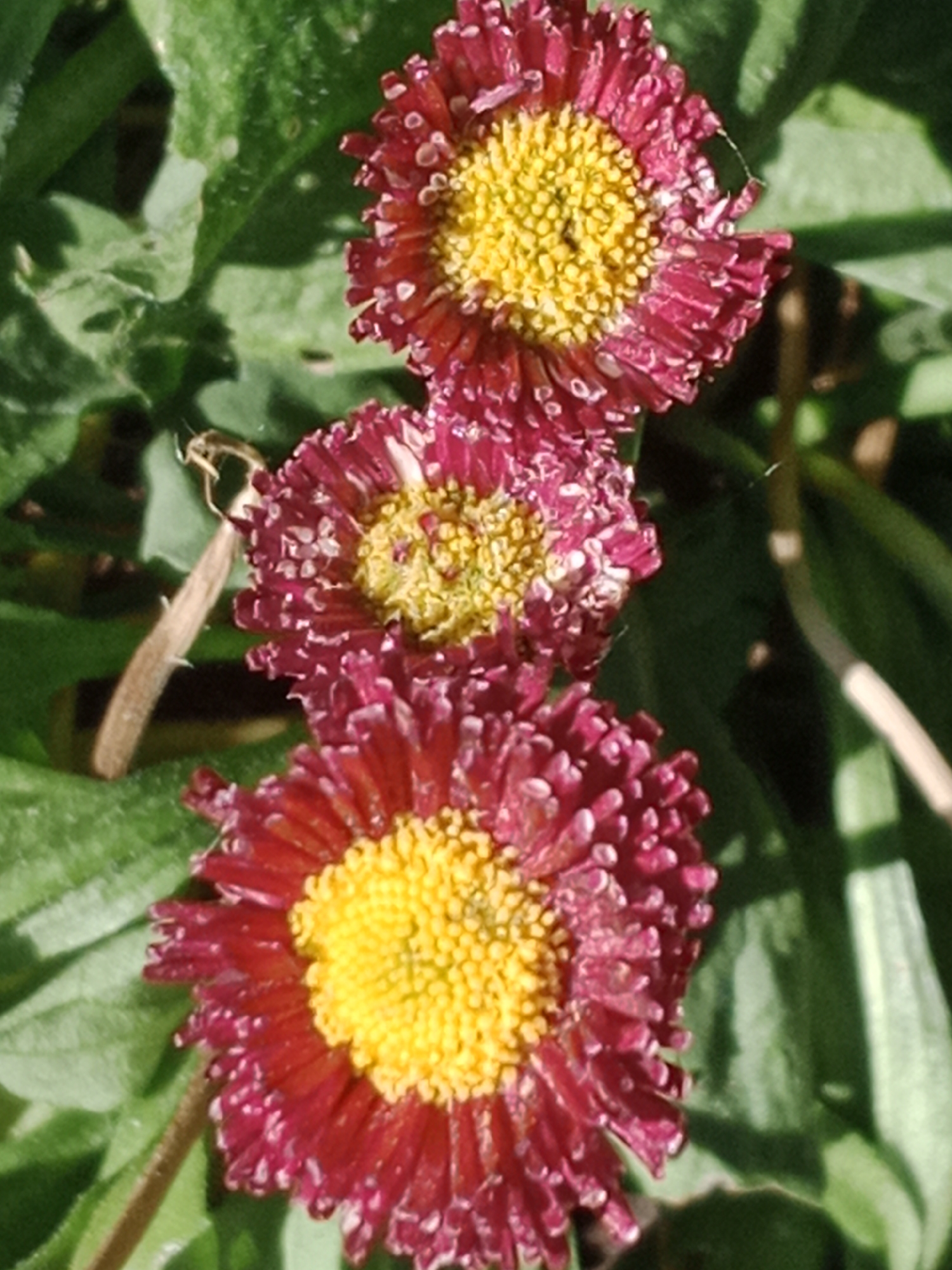 The image displays a close-up, overhead view of three red and yellow daisy-like flowers. The flowers are arranged vertically, with the topmost flower being the largest and the bottommost flower being the smallest. The petals of the flowers are a deep red with white tips, and the centers are a bright yellow. Green leaves surround the flowers. The scene is outdoors, possibly in a garden or park. There is no identifiable urban landscape or specific landmarks visible in the image to suggest a location within Bydgoszcz, Poland.