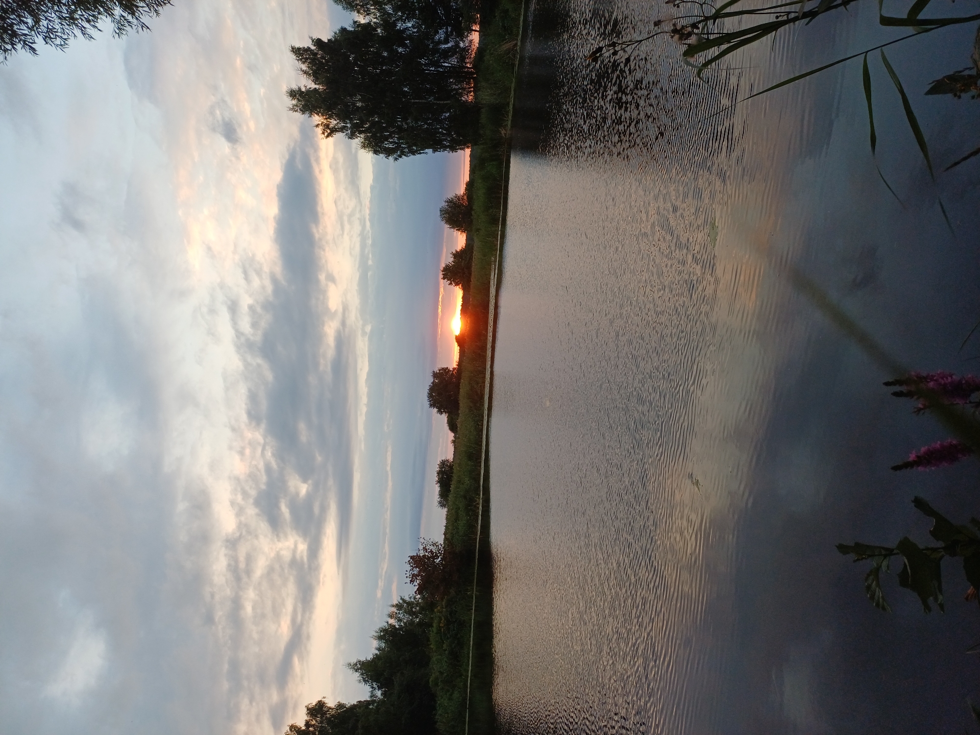 This image depicts a serene natural landscape, likely a lake or river, at dusk. The sky is filled with a mix of grey and pinkish clouds, with the sun setting on the horizon, casting a warm glow. The foreground is dominated by the calm water, reflecting the sky and the surrounding trees. On the far bank, there is a line of lush greenery and trees, with a prominent tall tree silhouetted against the sky on the right. In the lower right corner, some reeds and flowering plants are visible, adding a touch of detail to the foreground. There are no people or man-made structures immediately apparent in the scene, suggesting a tranquil, undeveloped natural area. This scene could potentially be found in a park or a nature reserve within or on the outskirts of Riga, Latvia, given the common presence of such bodies of water and wooded areas in the region.