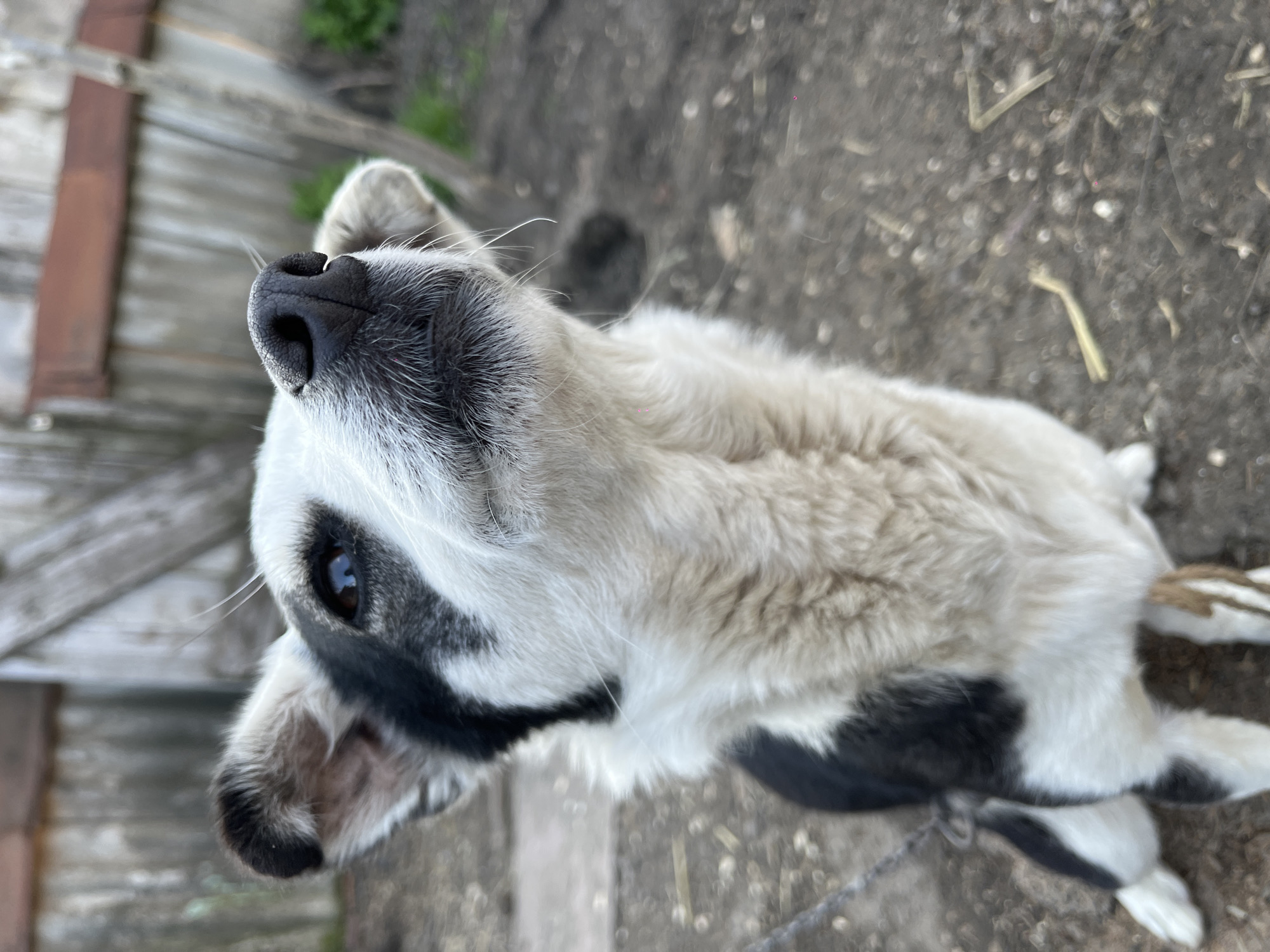 A close-up, slightly angled shot of a black and white dog looking upwards. The dog is primarily white with black markings around the eye and on the body. Its nose is black and shiny, with visible whiskers. The background consists of a dirt ground with bits of hay and some wooden structure partially visible on the left. The location is Novopokrovskaya, Russia.