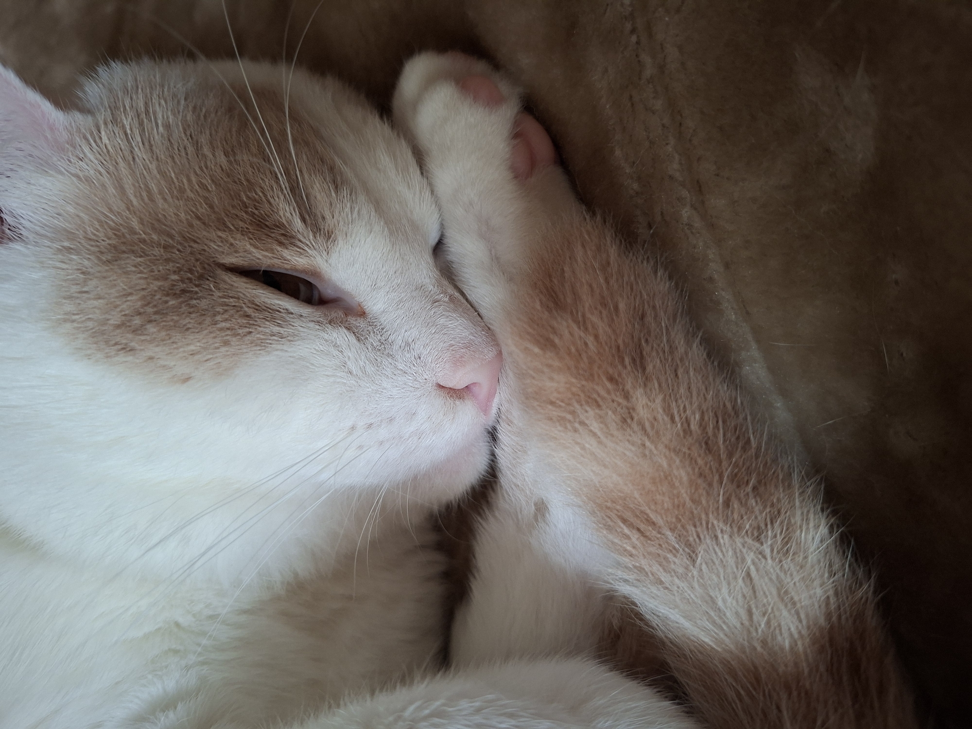 This is a close-up, eye-level, horizontal shot of a cat sleeping. The cat is white with light brown markings on its head and tail. It is curled up, with its head resting on its paw, obscuring its eye. The cat's nose is pink, and its whiskers are long and white. The background is a blurred brown texture, possibly a blanket or cushion. The lighting is soft, suggesting it might be indoors or during a time of day with diffused sunlight. The overall mood is peaceful and serene, conveying a sense of comfort and relaxation. There is no visible text in the image. The location context is Mykolaiv, Ukraine.