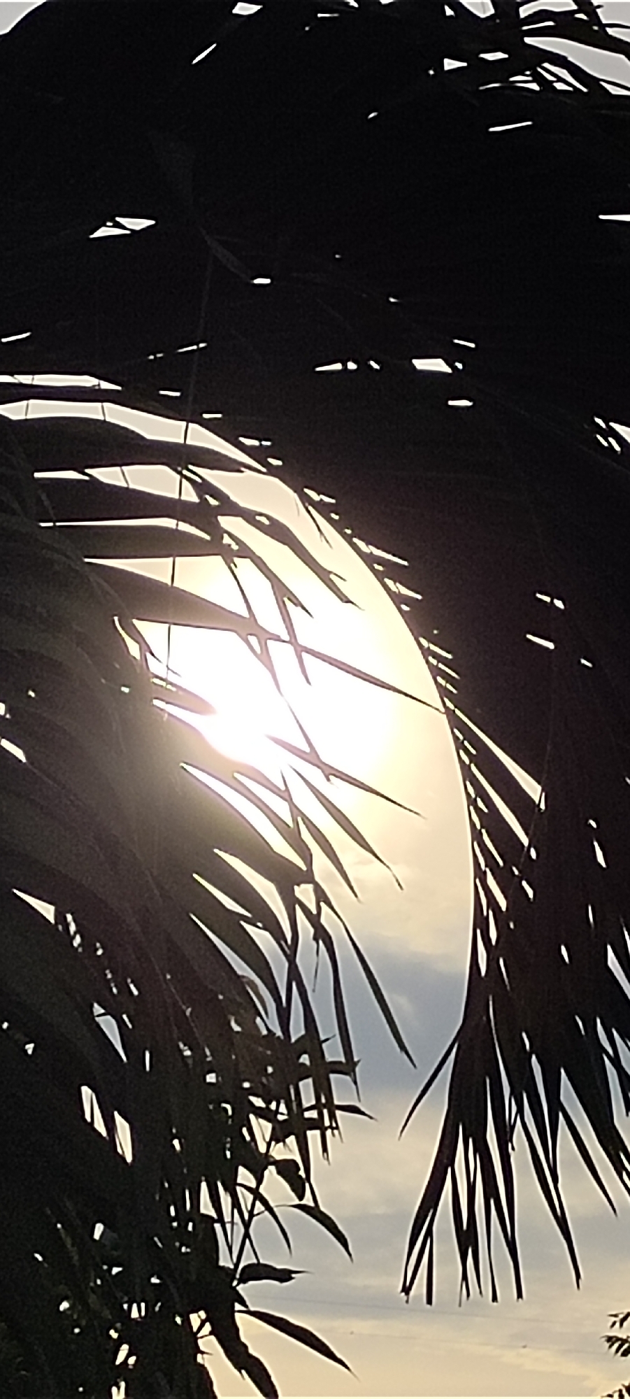 The image depicts a close-up view of palm fronds silhouetted against a bright, hazy sun. The fronds, which are dark and appear to be in the foreground, obscure a large portion of the sky. The sun is a luminous, blurred orb, casting a warm glow through the gaps in the foliage. The sky behind the fronds is a pale blue with hints of clouds, fading to a lighter tone near the horizon. The scene has a tropical feel, likely taken outdoors in a location with palm trees. This could be a park, beach, or residential area. Lhokseumawe, Indonesia, is known for its coastal areas and tropical climate, making it a plausible setting for such a scene. No people or specific structures are visible.