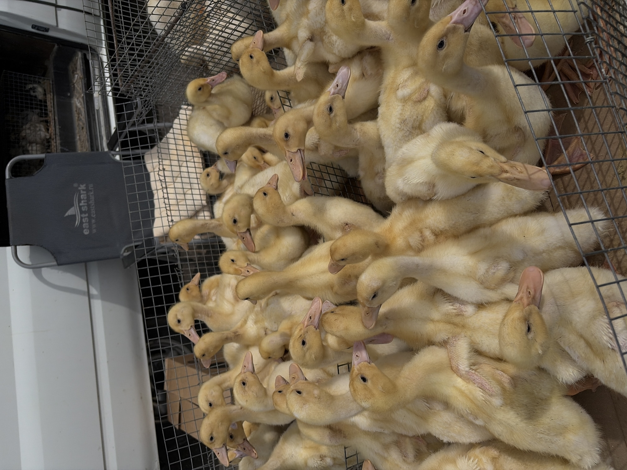 A large group of yellow ducklings are crowded in a wire cage. The location is Novopokrovskaya, Russia.