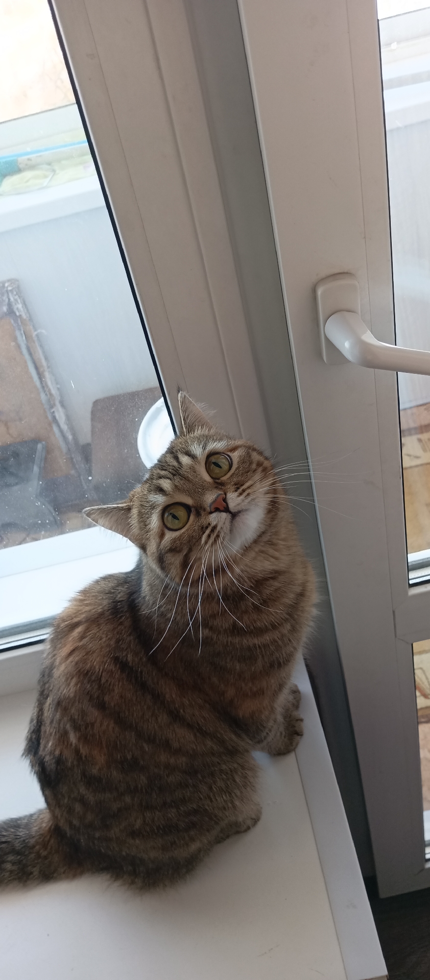 A brown tabby cat sits on a white windowsill inside a building. The cat's head is tilted to the side, looking up towards the camera. A white window frame and handle are visible to the right of the cat. Outside the window, there are glimpses of other buildings and objects. The location is unknown.