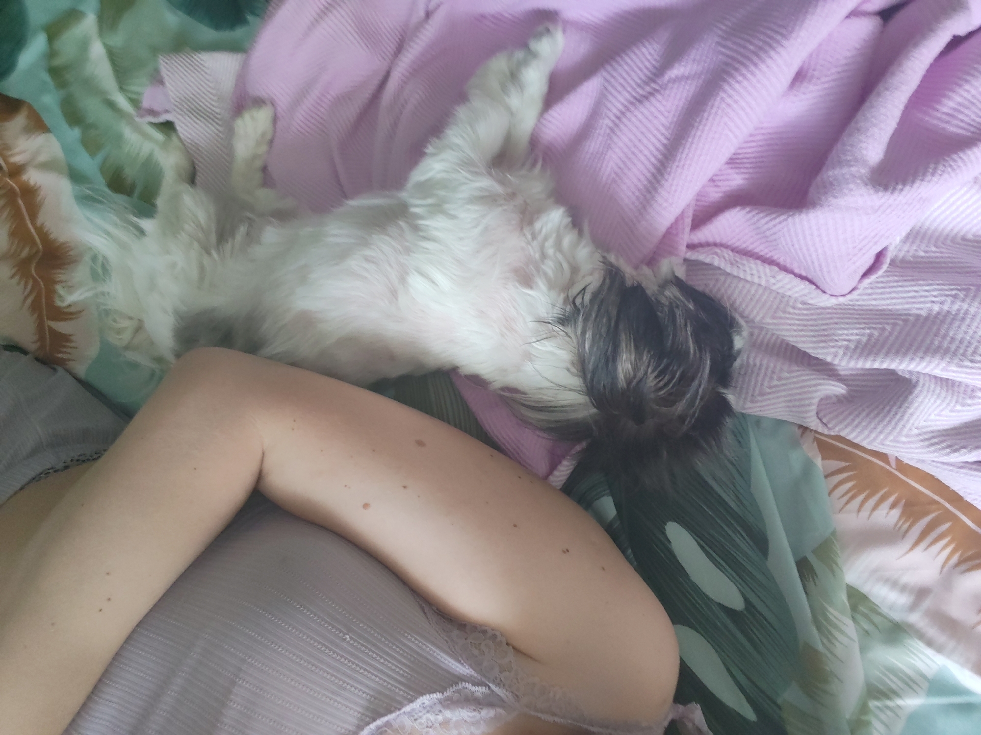 A high-angle shot depicts a dog lying on a bed. The dog, predominantly white with gray and brown markings on its head, is positioned near a pink blanket. A person's arm, with noticeable moles, is visible near the bottom left. The bed is covered with patterned bedding in shades of green and brown. The location cannot be determined to be Izhevsk, Russia based on the provided image.
