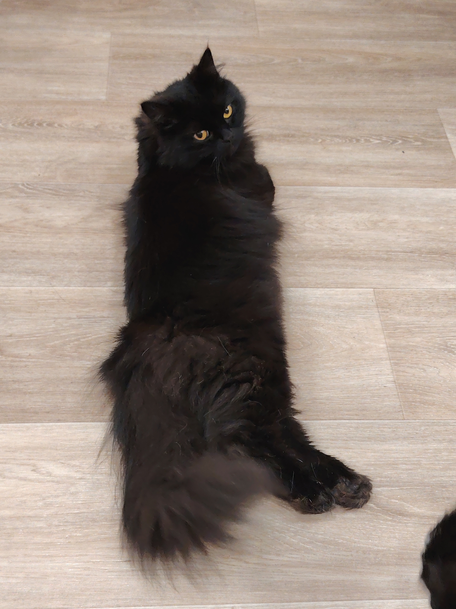A long-haired black cat with yellow eyes is lying on its back on a light-colored wooden floor. The cat is facing away from the camera, with its head turned to the side. Its fluffy tail is spread out behind it, and its paws are visible in the foreground. The floor has a wood grain pattern.