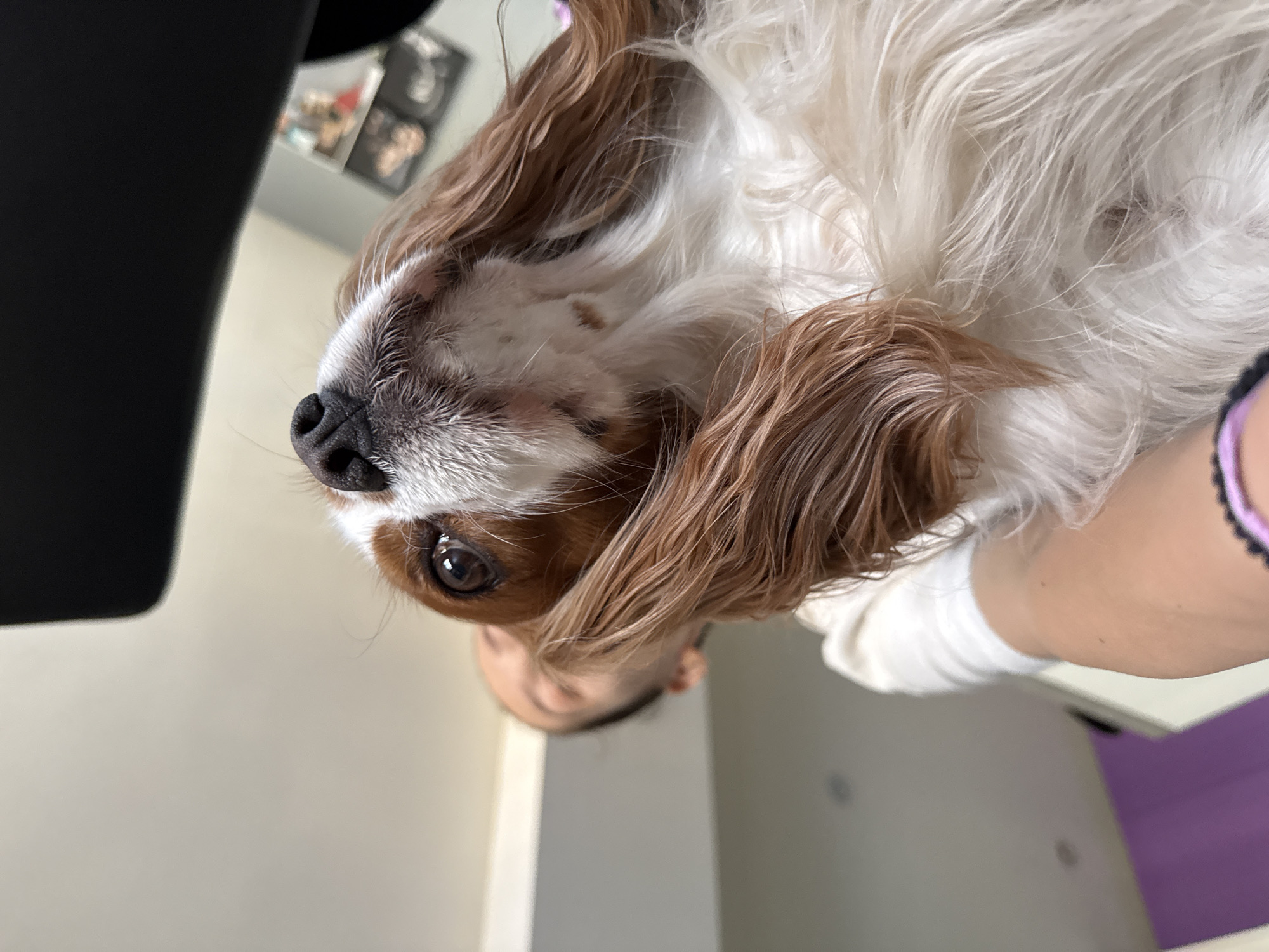 A close-up, low-angle shot focuses on the face of a Cavalier King Charles Spaniel, its head tilted upwards, looking towards the camera. The dog has brown and white fur, with prominent brown markings around its eyes and ears. Its dark nose and large, brown eyes are clearly visible. Part of a person's face and shoulder, blurred in the background, suggests the dog is being held. The person is wearing a white shirt. The environment appears to be indoors, with a neutral-colored ceiling and wall visible. A dark, blurred object, possibly furniture or a car interior, occupies the top portion of the frame. The scene is captured in Sofia, Bulgaria.