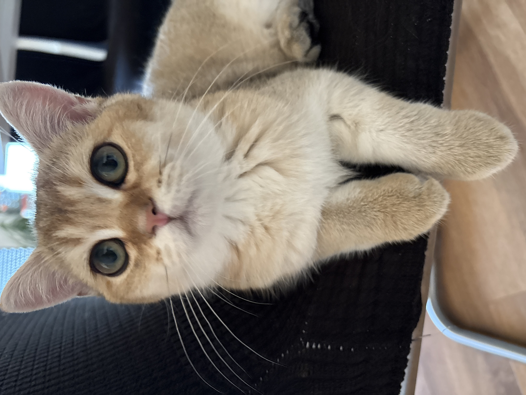 A golden-colored cat with large green eyes is the sole subject in this close-up, eye-level shot. The cat is facing the camera, positioned on a black, textured surface that appears to be upholstery. Its front paws are resting on the surface, with its body extending to the right. The background is blurred, with hints of a wooden floor and a light-colored object, possibly a chair leg. No specific location in Bönnigheim, Germany is identifiable.