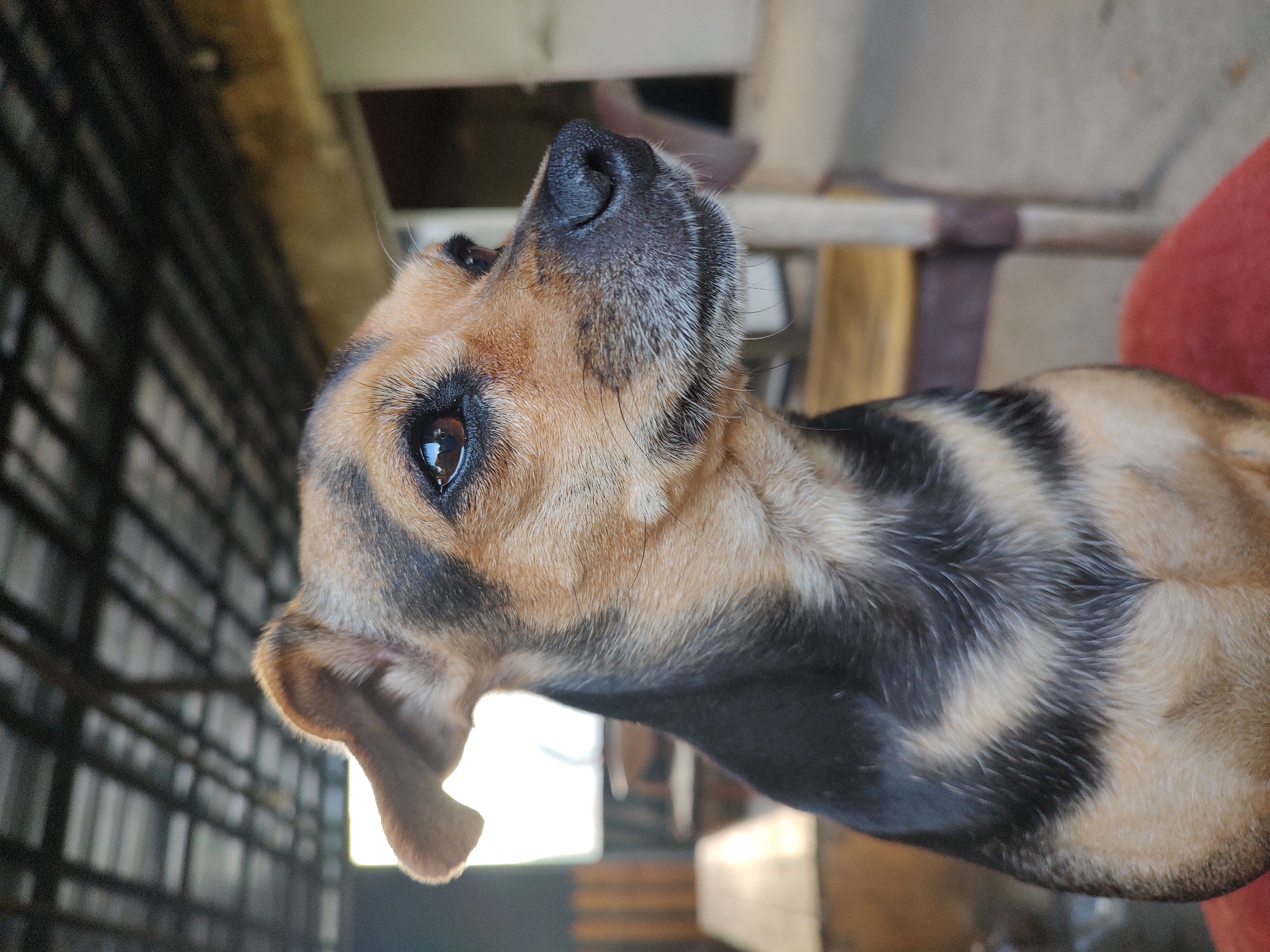 A medium-shot, eye-level, outdoor photograph shows the head and upper chest of a small, tan and black dog. The dog is facing to the right and looking slightly upwards. The dog's ears are perked, and its fur is short and sleek. The background consists of a covered patio area with wooden beams supporting the roof. Wooden tables and chairs are visible in the blurred background, suggesting an outdoor seating area. A bright light source from the left illuminates the scene. The image was taken in Kochmar, Bulgaria.