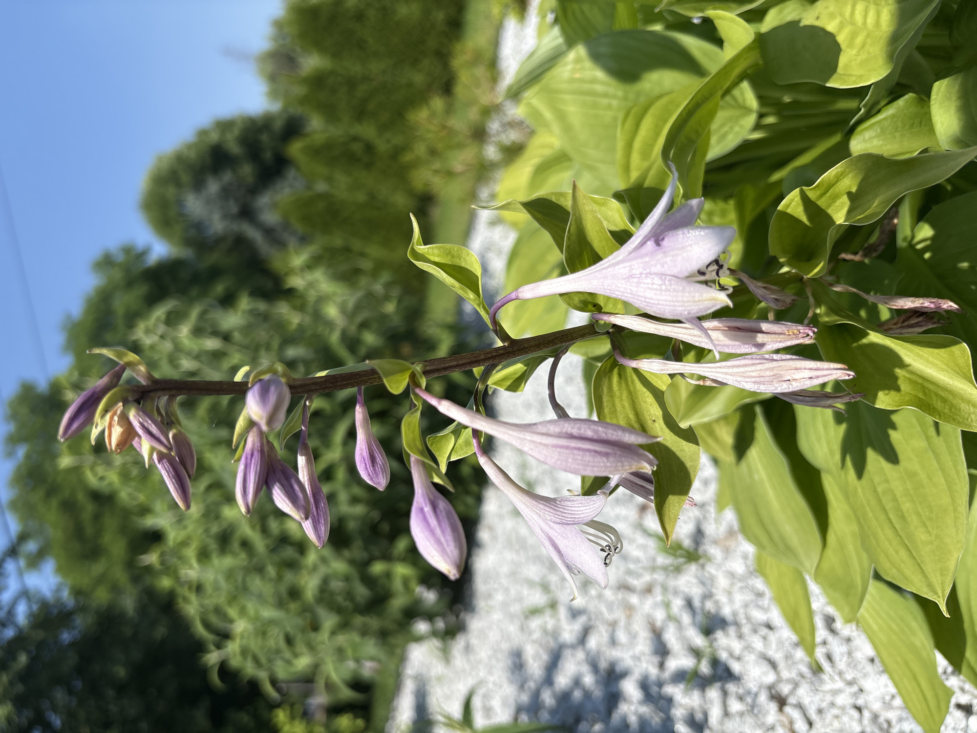The image shows a close-up view of a blooming hosta plant with purple flowers and green leaves. The plant is set against a blurred background of lush greenery and a bright blue sky, suggesting an outdoor setting. The ground appears to be covered in small white gravel. There are no people or animals visible in the image, and no discernible activity is taking place. The scene is static and focused on the natural beauty of the plant. The location in Drożki, Poland, is not visually evident from the image itself.