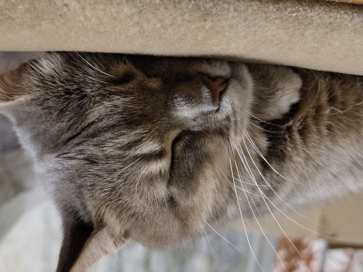 A close-up, eye-level, static shot shows a light gray tabby cat sleeping on its side. The cat's eyes are closed, and its head is resting on a tan, textured surface. The cat's fur is short and appears to be a light gray with darker gray tabby markings. Its whiskers are long and white. The background is blurred, with hints of brown and white patterns. The lighting is soft and natural. There are no people or other animals visible in the image. The scene appears to be indoors, possibly on a couch or bed.