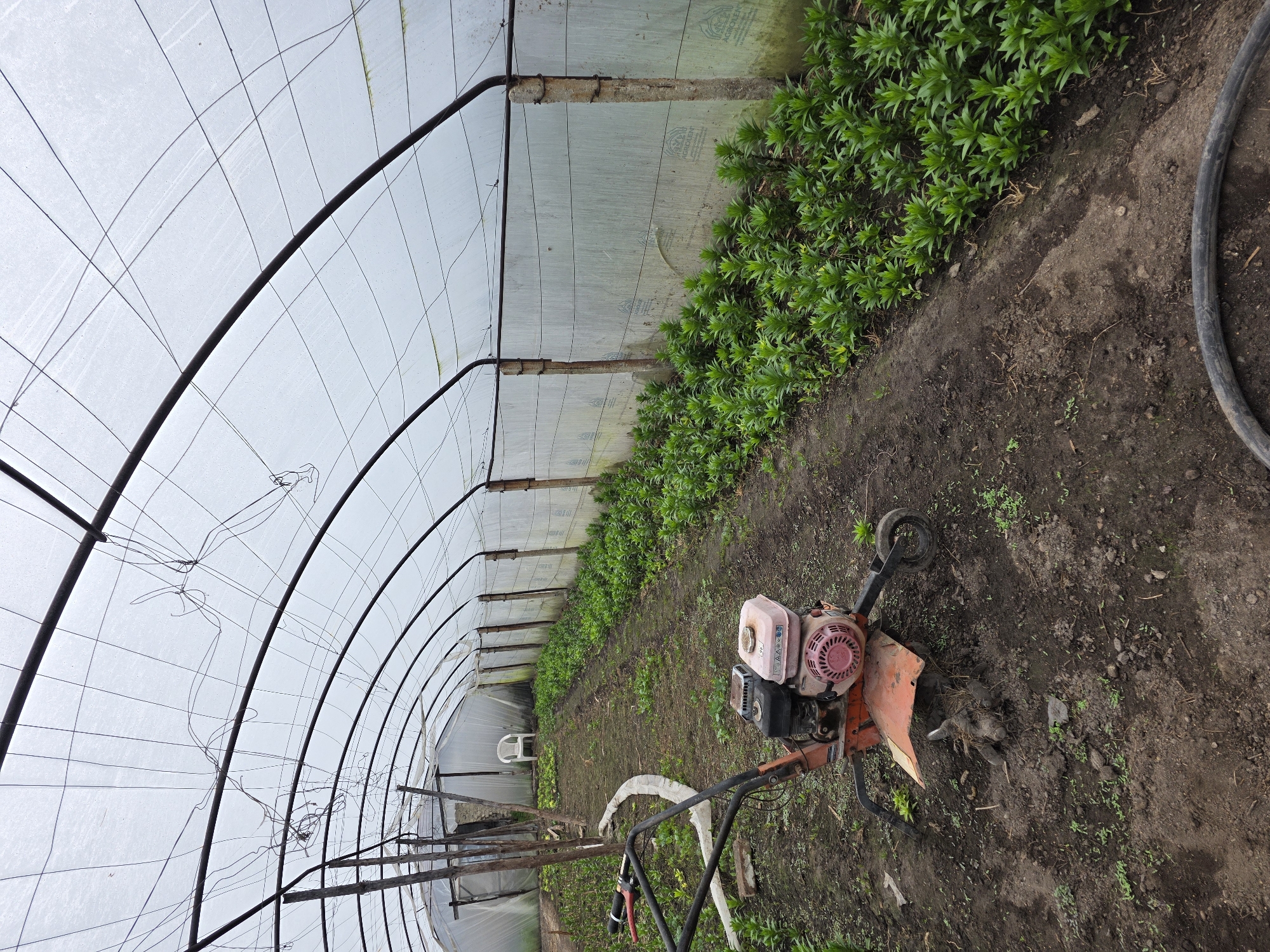 The image depicts the interior of a greenhouse, likely located in the vicinity of Yagodovo, Bulgaria. The structure is a typical arched greenhouse, covered with translucent plastic sheeting stretched over a metal framework. Inside, rows of leafy green plants are visible along the edges and center of the greenhouse, growing in dark soil. An orange and pink rototiller stands in the foreground on the right side of the frame, with its tines positioned to work the soil. A dark hose is also partially visible. The greenhouse extends into the distance, with additional structures and supports visible.