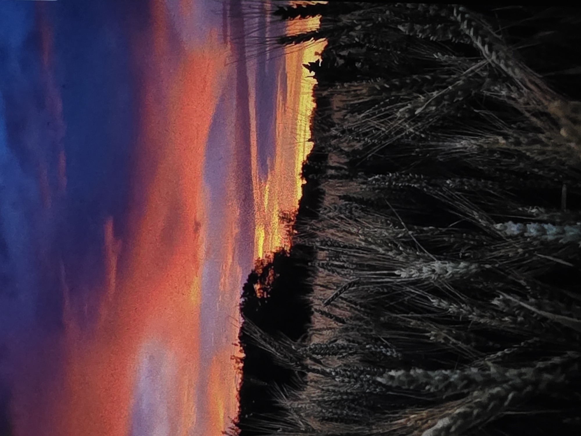 This is a photograph of a sunset over a wheat field. The sky is filled with vibrant colors, ranging from deep purple at the top to bright orange and red hues closer to the horizon. Wispy clouds are scattered across the sky, catching the light of the setting sun. In the foreground, the dark silhouettes of wheat stalks are prominent, creating a stark contrast with the colorful sky. The stalks are dense and appear to be dry, suggesting they are ready for harvest. Behind the wheat field, there is a dark line of trees or a distant treeline, with the sun's glow visible behind it. The location is specified as being in Dubno, Ukraine.