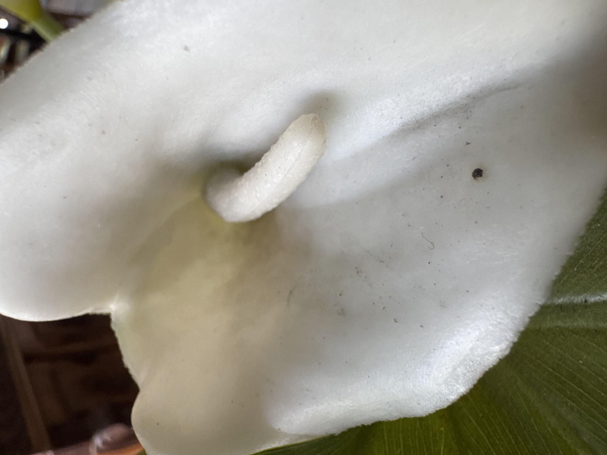 A close-up view of a white calla lily flower in bloom. The central spadix is visible, extending from the spathe. A green leaf is partially visible on the right. Background is blurry, indistinct, and appears to include a wooden structure. The location of North Kuta, Indonesia is not determinable from the image.