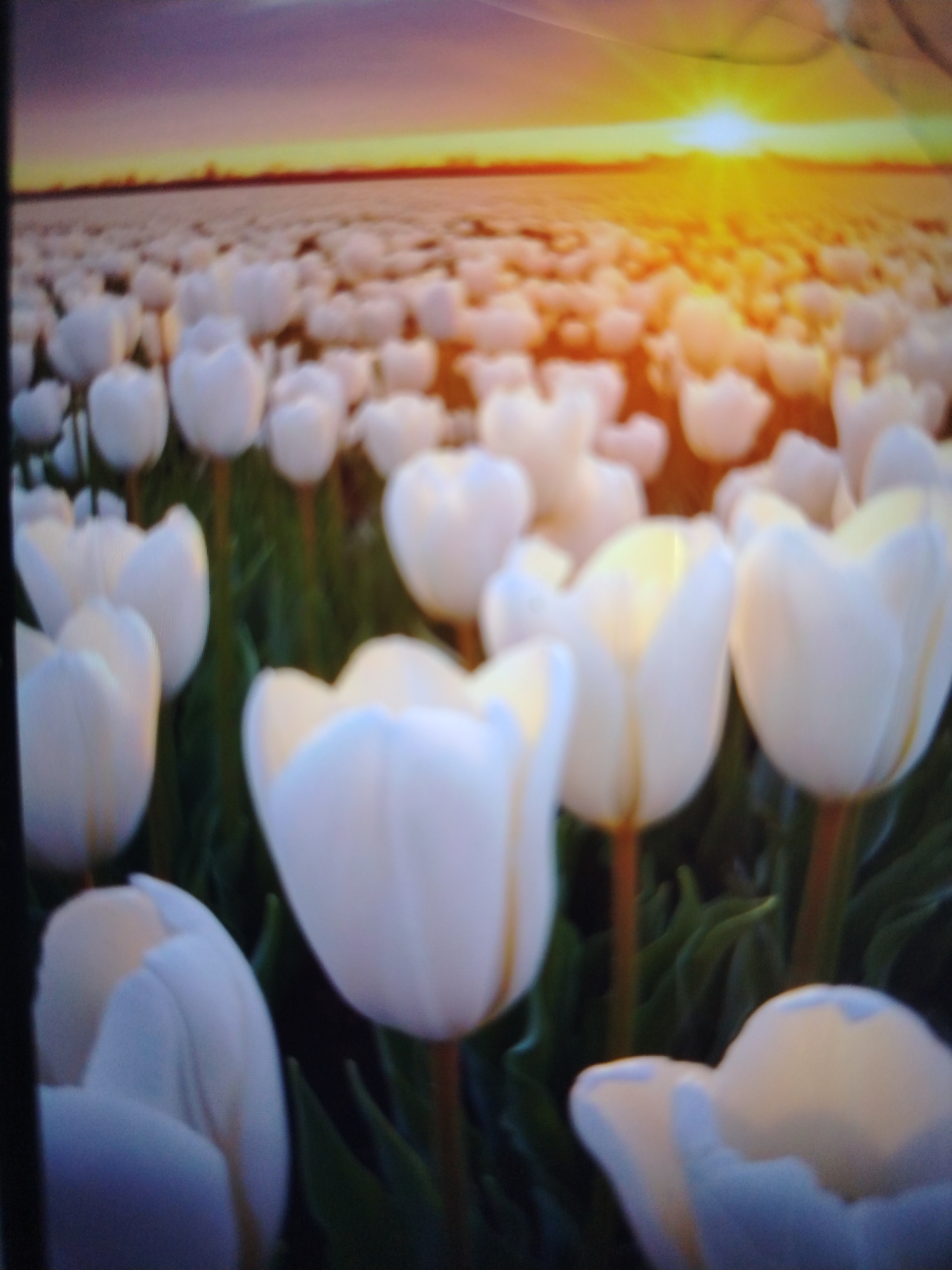 The image displays a field of white tulips under a dusky sky with a bright sun on the horizon. The tulips are in various stages of bloom, with some appearing tightly closed and others more open. The overall impression is one of a vast floral landscape bathed in warm, golden light. No specific details are visible to indicate a location in Qorowul, Uzbekistan. The scene is devoid of people or any actions or interactions.