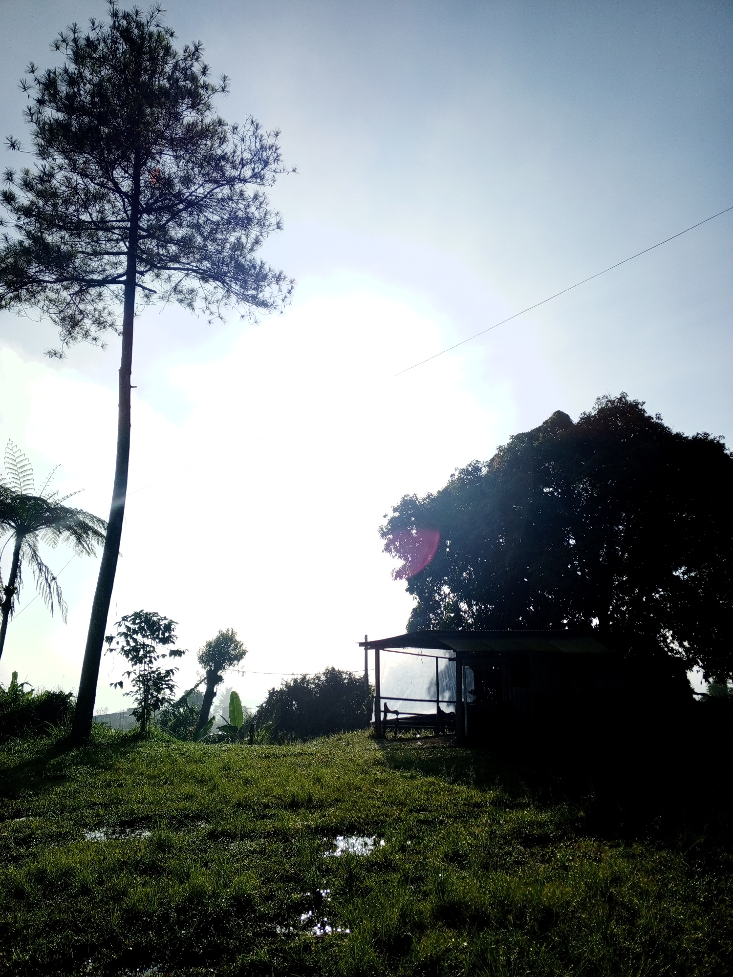 The image shows an outdoor scene in Kudawa, Sri Lanka. The foreground consists of a grassy field with puddles of water. A tall pine tree stands on the left. To the right of the pine tree and slightly further back, a small shelter or shed is visible, partially obscured by a large, dark tree. The sky is bright and appears to be a clear, sunny day. An electrical wire crosses the upper right portion of the frame. Vegetation is lush and green, indicative of a tropical environment.