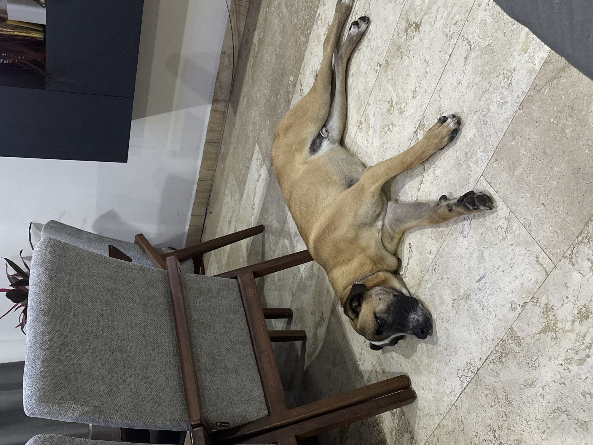 A dog is lying on a tiled floor indoors. The dog is light brown with a black muzzle and appears to be resting or sleeping. The tiled floor has a beige and cream pattern. Two grey chairs with wooden frames are positioned near the dog. A dark cabinet or furniture piece is partially visible in the upper left corner of the image, against a white wall. A potted plant is near the chairs. The location is not identifiable as Santa Clara Ocoyucan, Mexico based on the provided image.