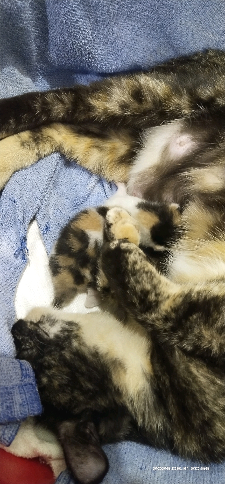 The image shows a close-up, overhead view of a mother cat feeding her kittens. The mother cat has a tortoiseshell coat pattern, with patches of black, brown, and orange. She is lying on a blue towel, and her kittens are clustered around her belly, nursing. One kitten is mostly white with black and orange patches, while another is predominantly black and orange. The kittens appear to be very young, with their eyes still closed. The environment appears to be indoors, possibly a home, given the presence of the towel and the domestic animals. There is no indication of the city of Matabu, Indonesia in the image.