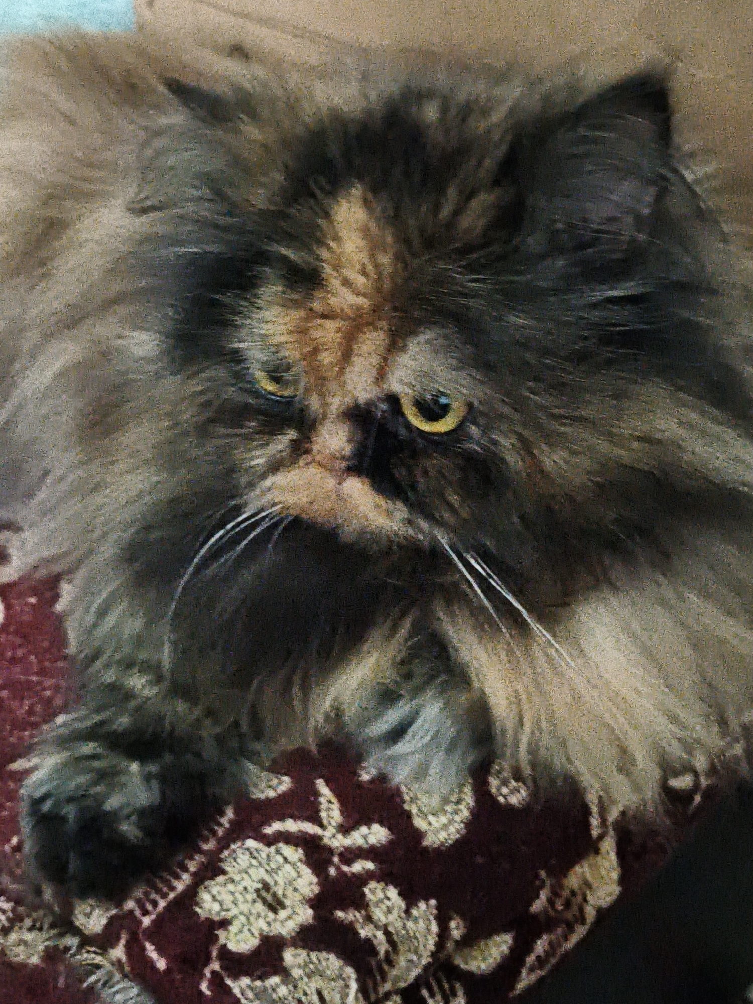 A close-up, head-on shot captures a fluffy, tortoiseshell-patterned cat lounging on a dark red rug with a floral pattern. The cat's fur is a mix of black, brown, and beige, with a prominent patch of lighter brown and orange on its forehead. Its eyes are a striking yellow-green, and its long white whiskers are clearly visible. The cat appears to be resting, with its body partially obscured by its fur and the rug. The background is a blurry, neutral tone, suggesting an indoor setting.