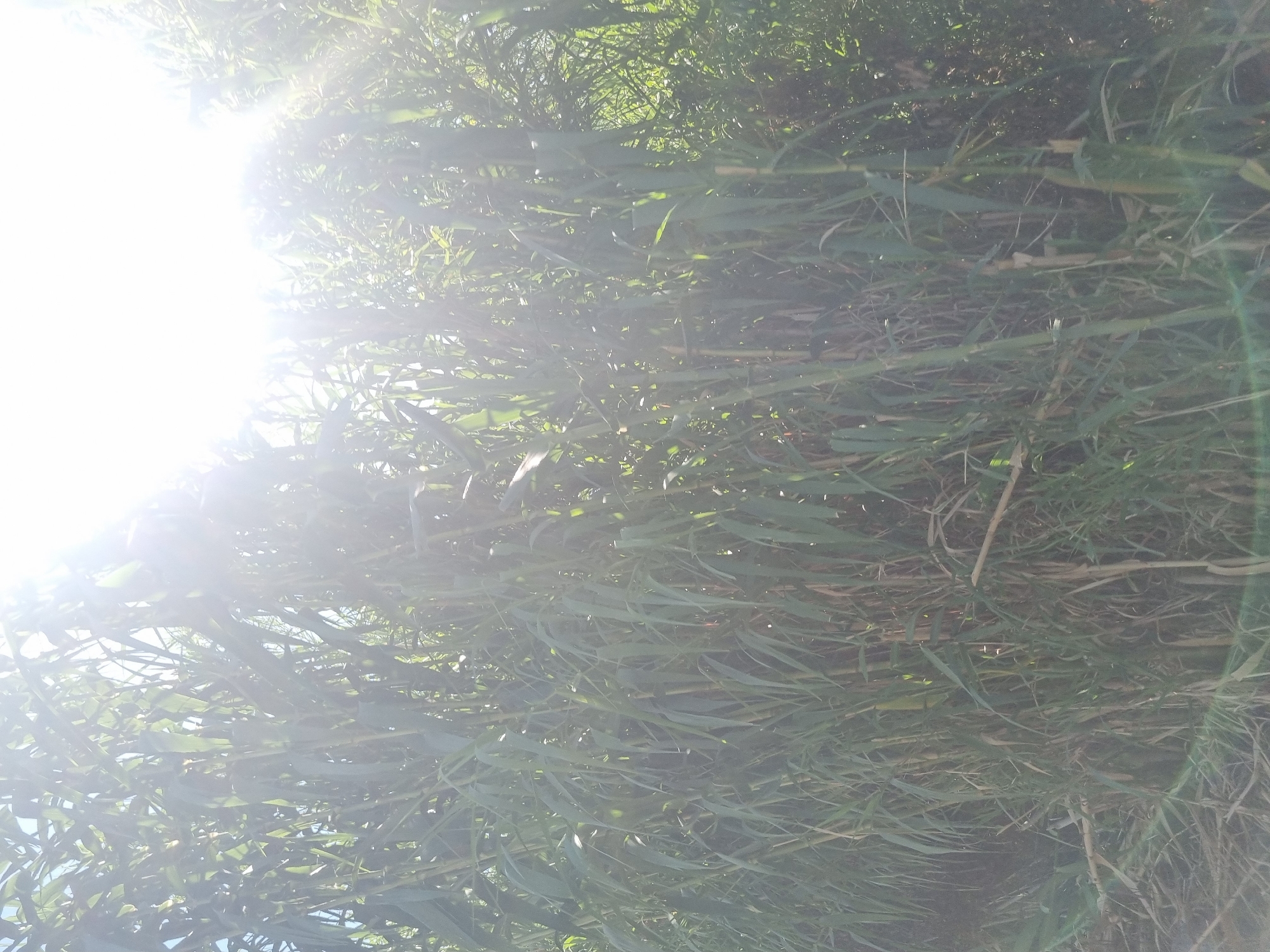 The image displays a dense thicket of tall green grass or reeds with visible stalks and long, slender leaves. The sun is shining brightly from the upper right quadrant of the image, creating lens flare and washing out some of the details in the upper portion of the scene. The foreground and midground are filled with this vegetation, obscuring much of what might lie beyond. The lighting suggests it is daytime, likely mid-morning or afternoon, given the angle and intensity of the sunlight. The overall impression is one of an overgrown natural area. The location is identified as Šušanj, Montenegro.