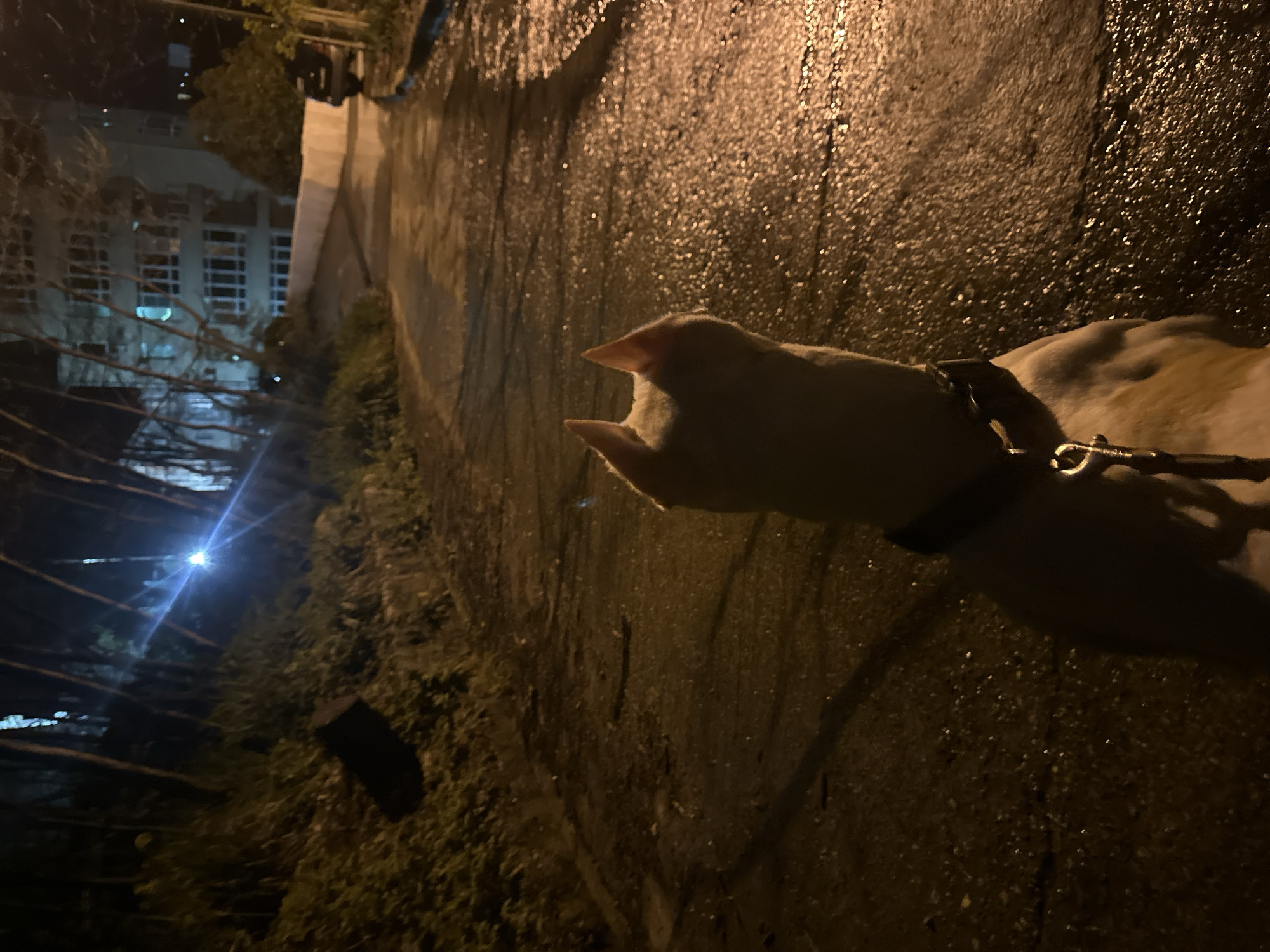 The image depicts a dog on a leash at night. The location appears to be an urban street, possibly in Sochi, Russia, given the presence of a multi-story building with windows in the background. The street surface is dark and appears wet, possibly from rain. The dog is wearing a collar and leash, and the focus is on its head and neck. The overall lighting is dim, with some light sources visible in the background.