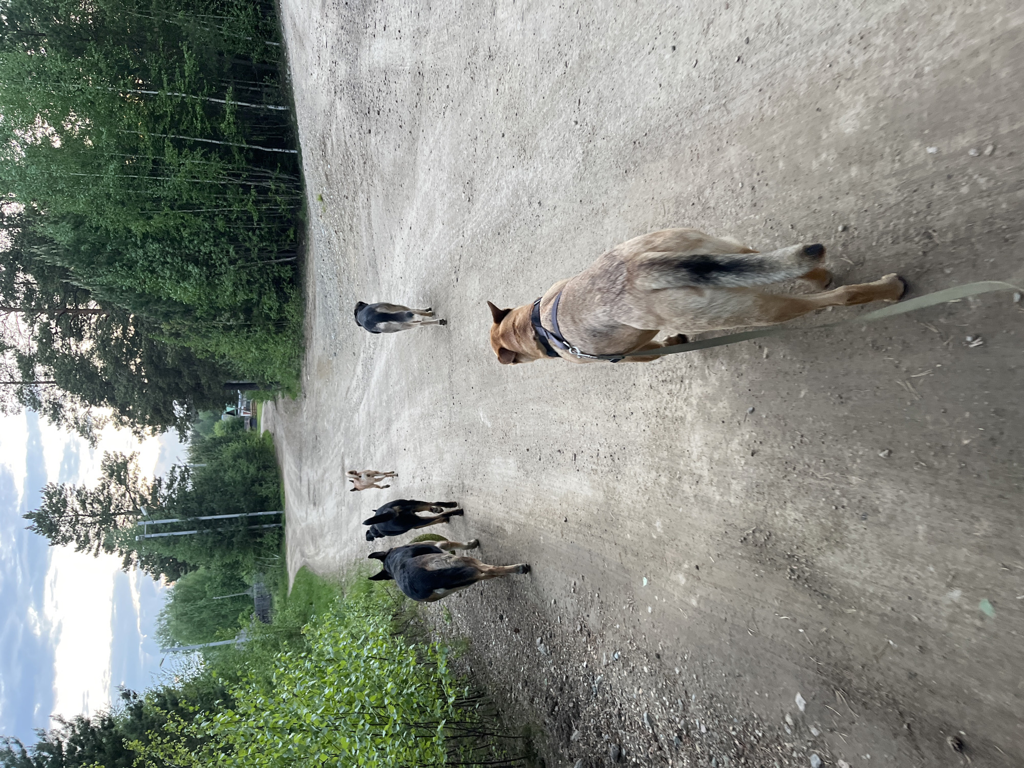 The image shows a dirt road bordered by trees and foliage. Five dogs of various breeds are running along the road away from the viewer. The first dog is harnessed and on a leash. The location is possibly in the vicinity of Nizhny Tagil, Russia.