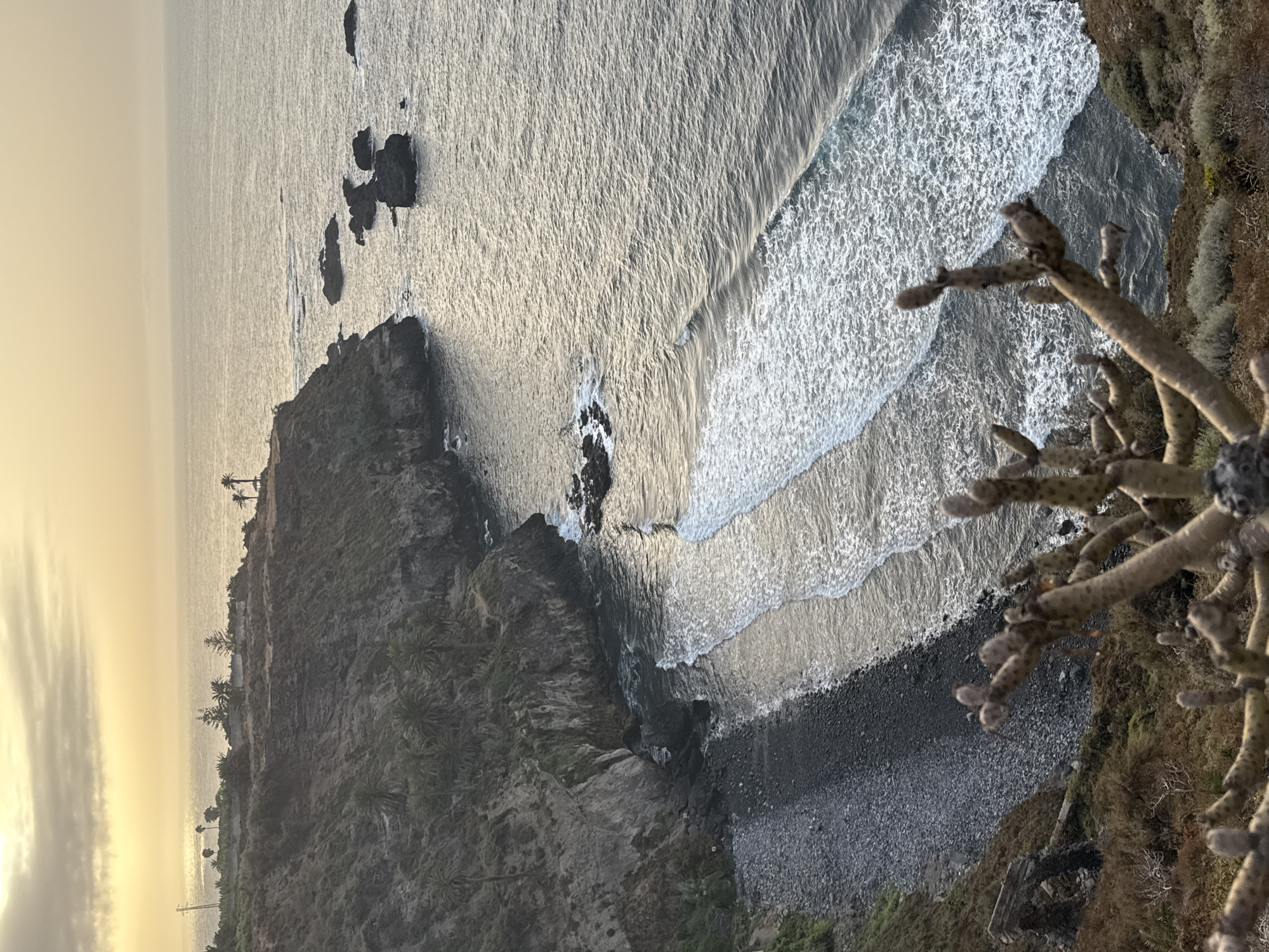 An elevated, wide-angle, eye-level shot captures a coastal landscape at dawn or dusk. The sun, low on the horizon, casts a warm, yellow-orange glow across the sky and illuminates the calm, grey ocean. The ocean is dotted with dark, rocky outcroppings. In the middle ground, a steep, rocky cliff face covered in sparse vegetation and palm trees descends to a pebble beach. Waves break on the shore, creating white foam. In the foreground, the dry, spiky branches of a succulent plant obscure a portion of the view. The scene appears to be in a natural, undeveloped setting.