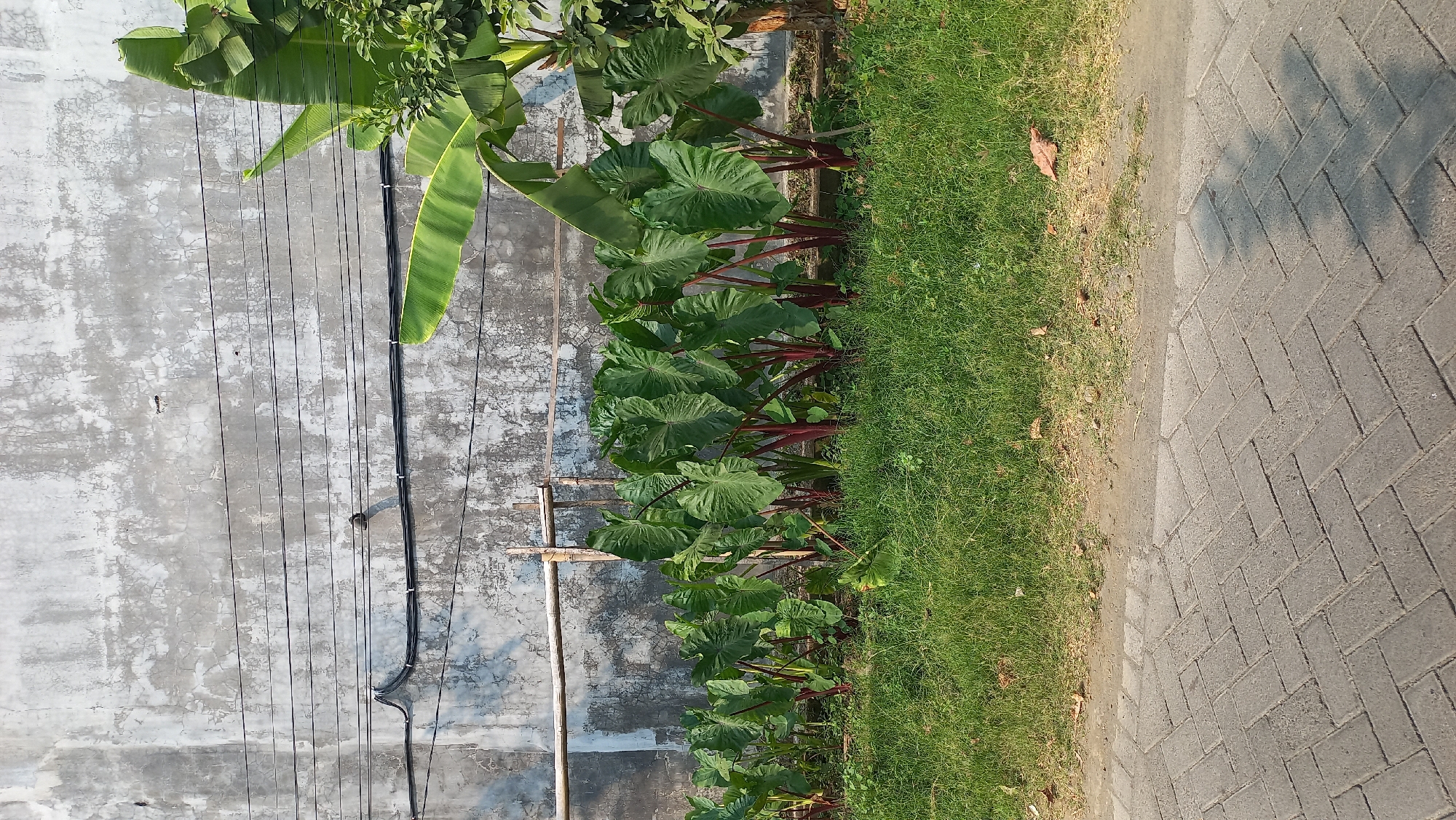 A photograph captures a row of large-leafed green plants with prominent red stems, likely Taro plants, growing in a manicured garden bed. Behind the plants, a weathered, textured grey concrete wall serves as a backdrop. Several black electrical wires run horizontally across the wall, some dipping and curving. To the right of the plants, a portion of a banana tree with large green leaves is visible. The foreground features a paved walkway made of grey interlocking bricks laid in a herringbone pattern. The ground between the garden bed and the walkway is a strip of dry dirt with some scattered leaves and small twigs. The overall scene is an outdoor setting, possibly in a residential or public area. The lighting suggests it is daytime, with shadows cast on the brick walkway, indicating sunlight. The image does not contain any identifiable people.