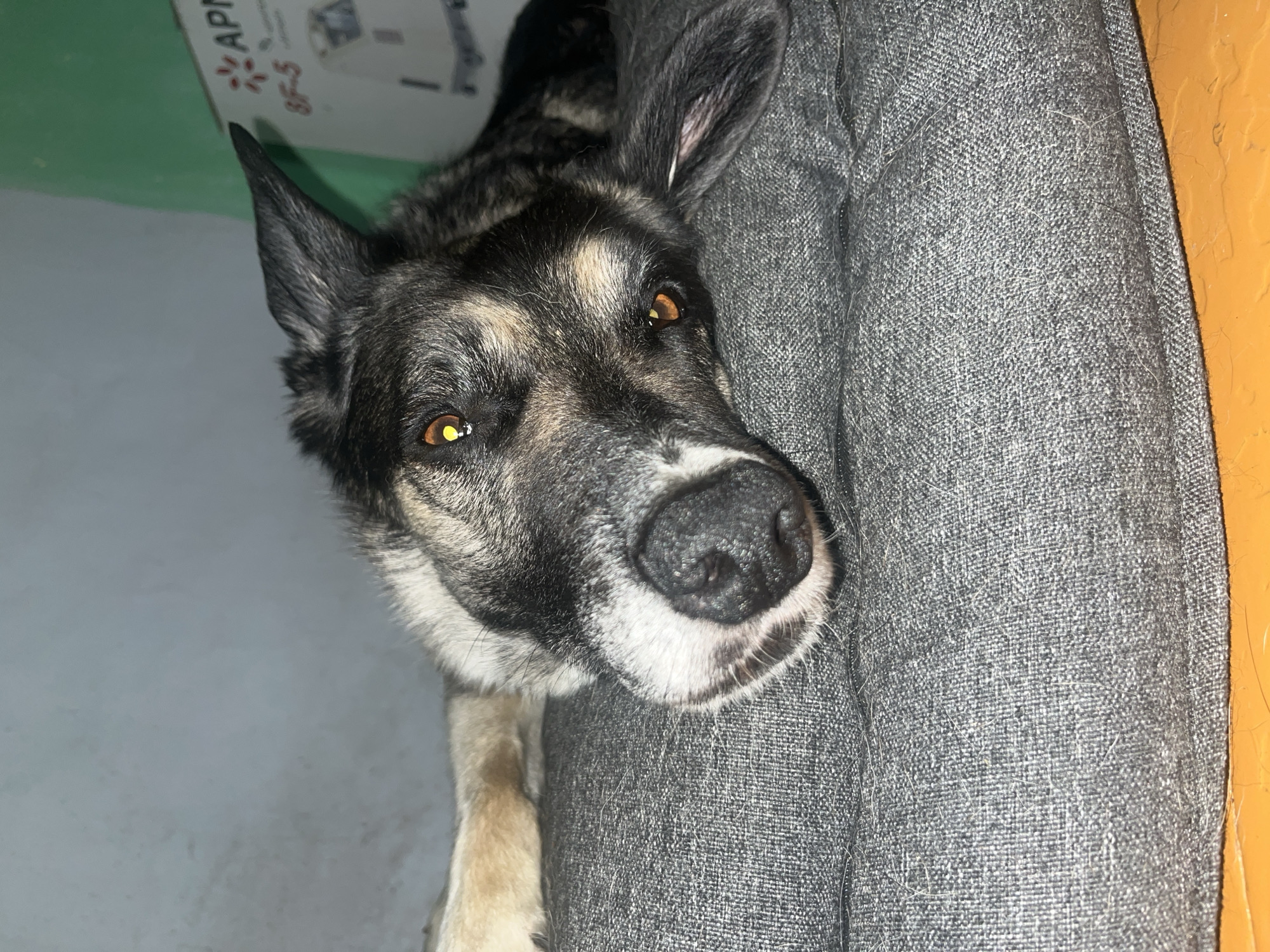 The image shows a close-up of a dog lying on a gray dog bed. The dog has black, gray, and tan fur, with bright amber eyes. Its head is resting on the bed, with one ear slightly raised. In the background, a portion of a wall and a green surface with a white box displaying text in Russian are visible. The location is identified as Nizhny Tagil, Russia.
