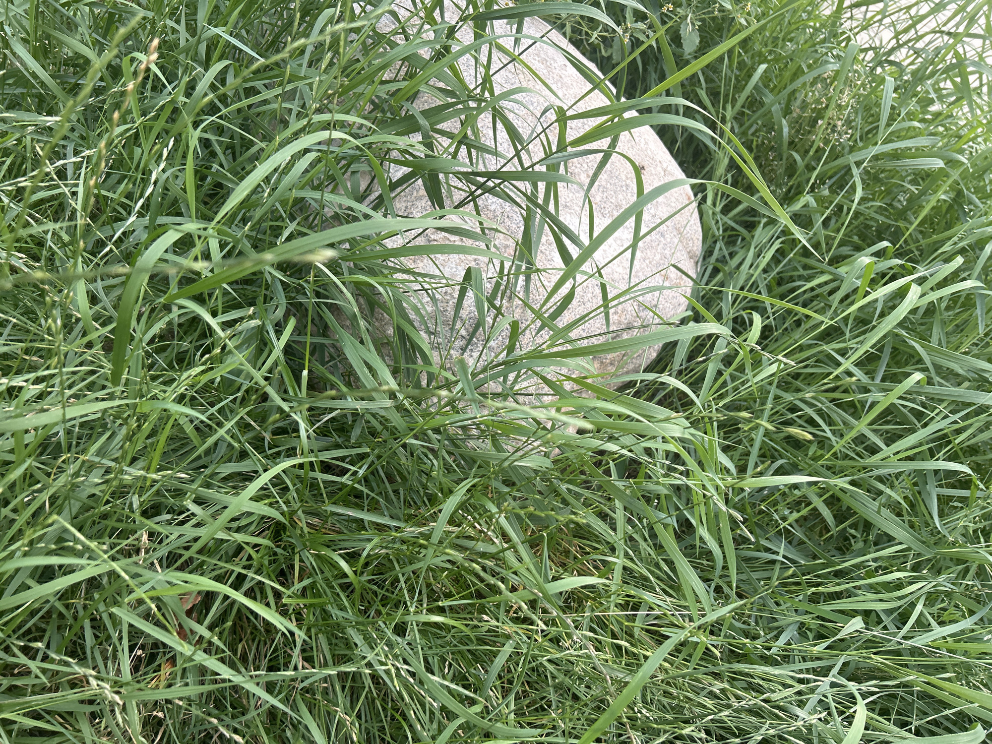 A large, rough, light-colored rock is partially visible amidst a dense growth of green grass and foliage in Vilnius, Lithuania. The grass is tall and somewhat unruly, with blades of varying lengths obscuring much of the rock. Some small, light-colored flowers or seed heads are interspersed within the grass. The lighting suggests it is daytime, likely outdoors, with the sun casting subtle shadows. The scene appears natural and undeveloped, possibly a park or a less manicured area within the city. There are no people or animals visible in the frame.