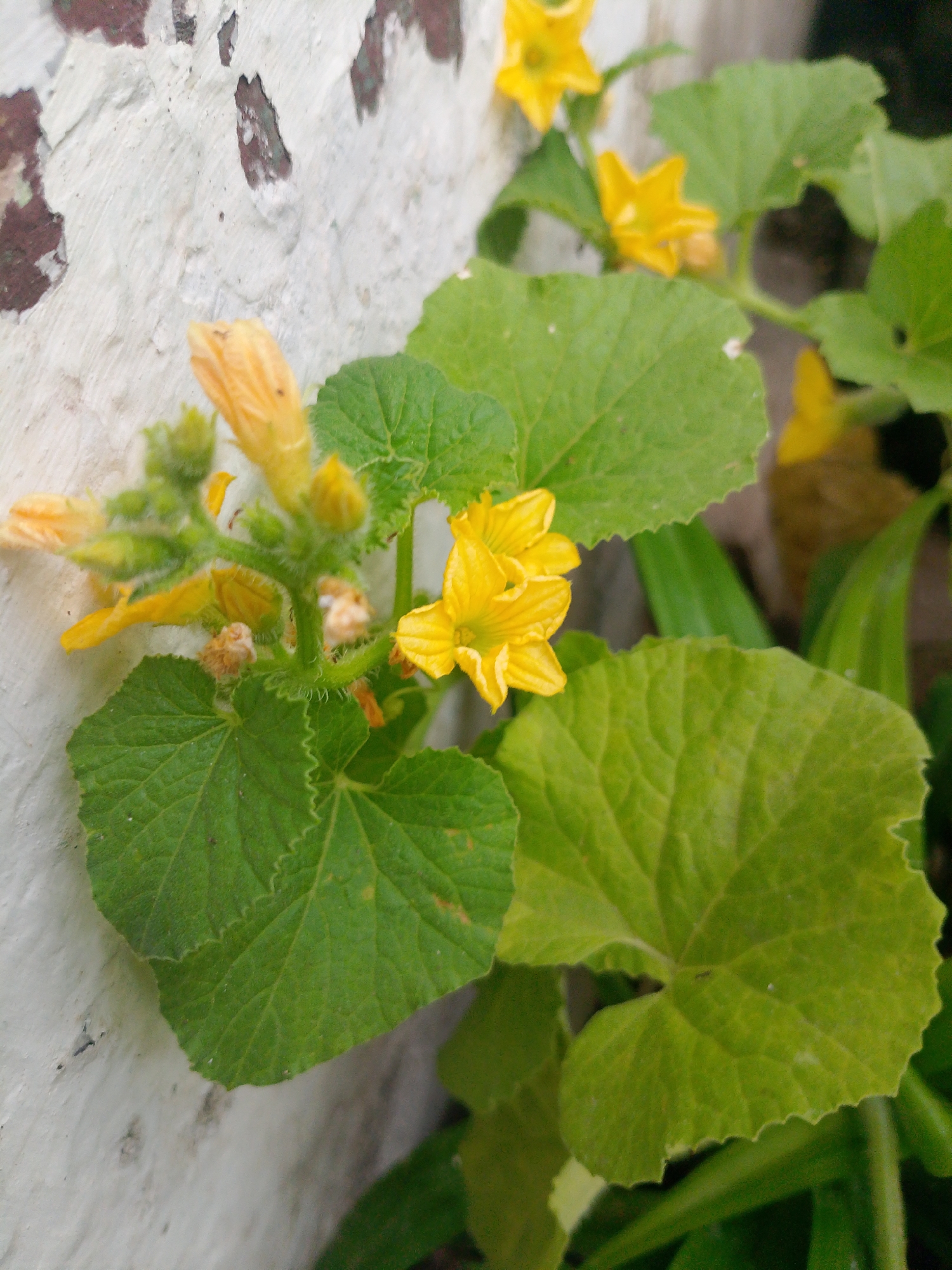 A close-up, eye-level shot captures yellow squash blossoms and green leaves against a textured white wall in Banyuwangi, Indonesia. The wall, with its peeling paint, provides a stark background to the vibrant plant life. Several yellow flowers are in bloom, their delicate petals unfurling. Lush green leaves, some with serrated edges, surround the blossoms, indicating a healthy plant. The composition suggests the plant is growing vertically along the wall. No people or animals are visible.