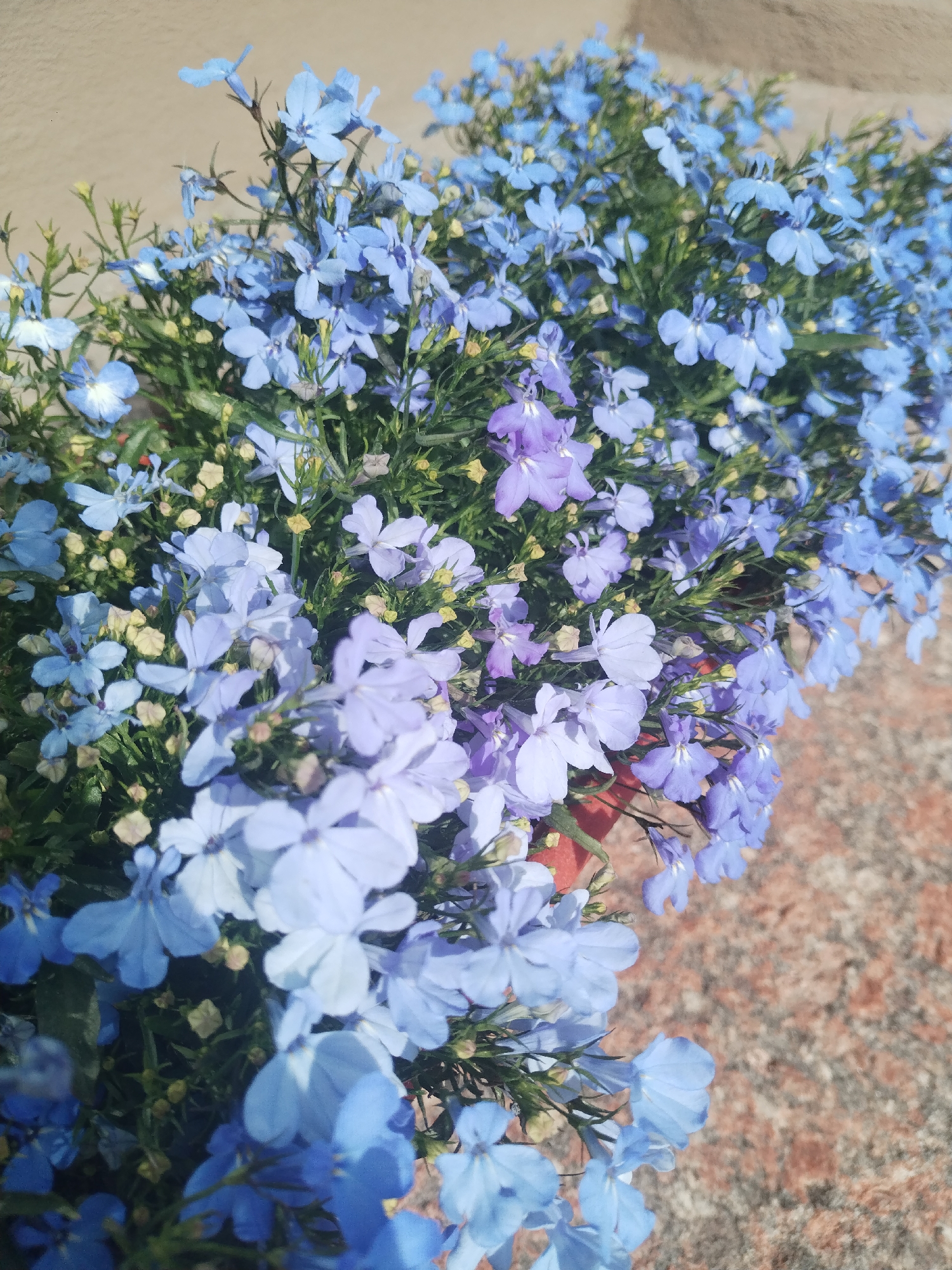 This image, captured in the city of Minsk, Belarus, presents a dense cluster of small, predominantly light blue flowers, interspersed with a distinct section of lavender-to-purple blooms. The flowers, characterized by five petals, emerge from vibrant green foliage and slender stems. Multiple small, light yellow flower buds are visible throughout the plant. A reddish-orange planter or pot is partially visible along the lower edge and to the right, serving as the container for the flowering plant. The background consists of two distinct surfaces: a smooth, light beige or tan wall occupies the upper left portion of the image, while a mottled, reddish-brown surface, consistent with granite or a similar paving material, covers the lower right. The scene is illuminated by natural light, casting subtle shadows among the dense foliage and flowers. No human subjects, animals, or explicit actions are depicted.