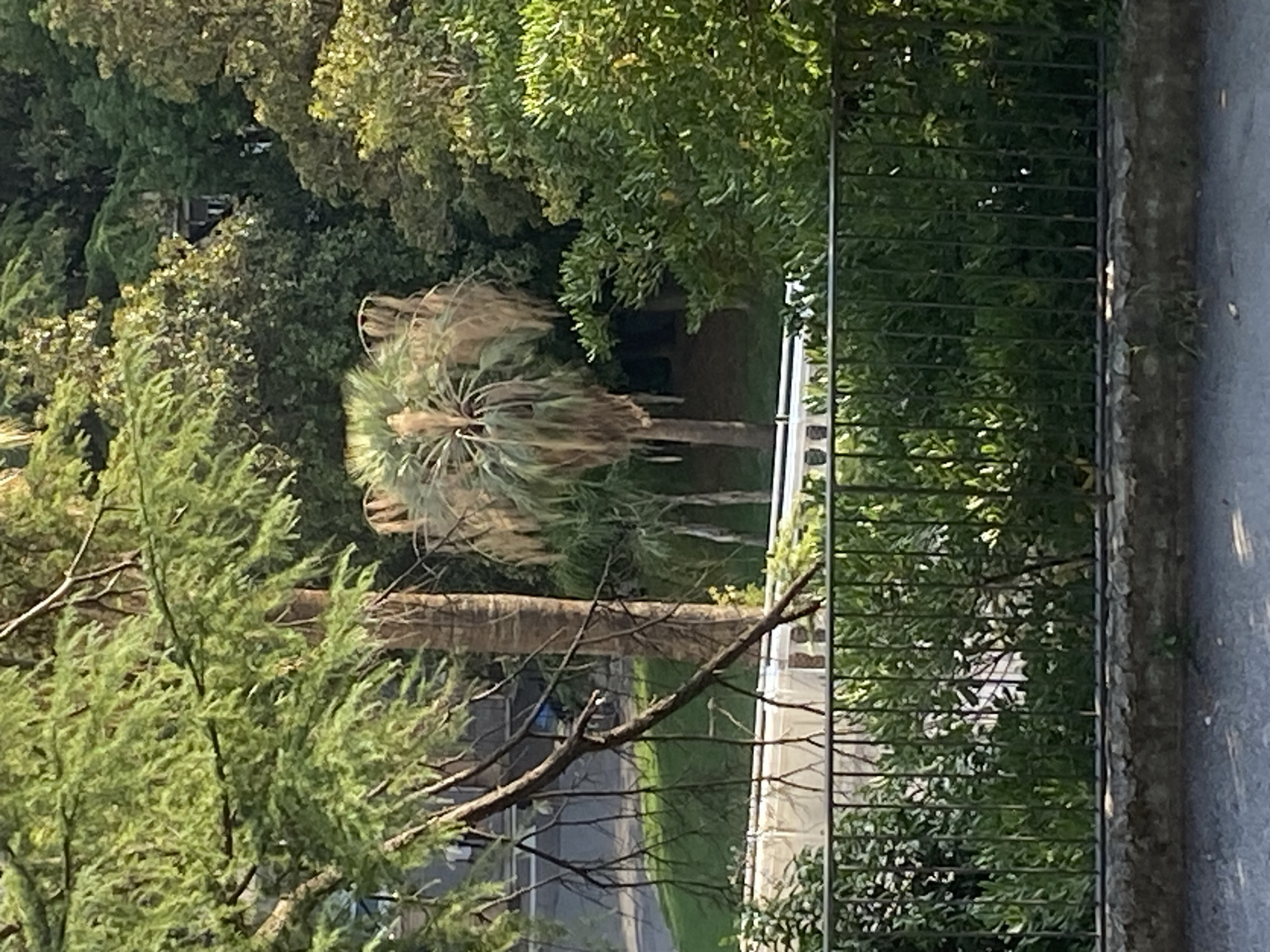 The image depicts a lush green environment with dense foliage, featuring various trees and plants. In the foreground, a dark metal fence runs horizontally across the lower portion of the frame, behind which is a stone wall and a paved surface. Beyond the fence, greenery dominates, including bushes and some larger trees.
In the mid-ground, a palm tree with a distinctive shaggy trunk and drooping fronds is visible. To its left, a tall, slender tree trunk is apparent, and further back, a dense canopy of trees creates a dark background, with hints of structures or openings within the foliage. A white railing or barrier is partially visible behind the fence.
The background shows a further expanse of trees, suggesting a park or garden setting. The lighting indicates it is daytime, with sunlight filtering through the leaves, creating dappled shadows and highlighting certain areas with brightness.
While the image has been presented as being from Genoa, Italy, there are no specific visual cues within the image itself that definitively confirm this location. The scene is naturalistic and does not contain any immediately identifiable landmarks or human activity.