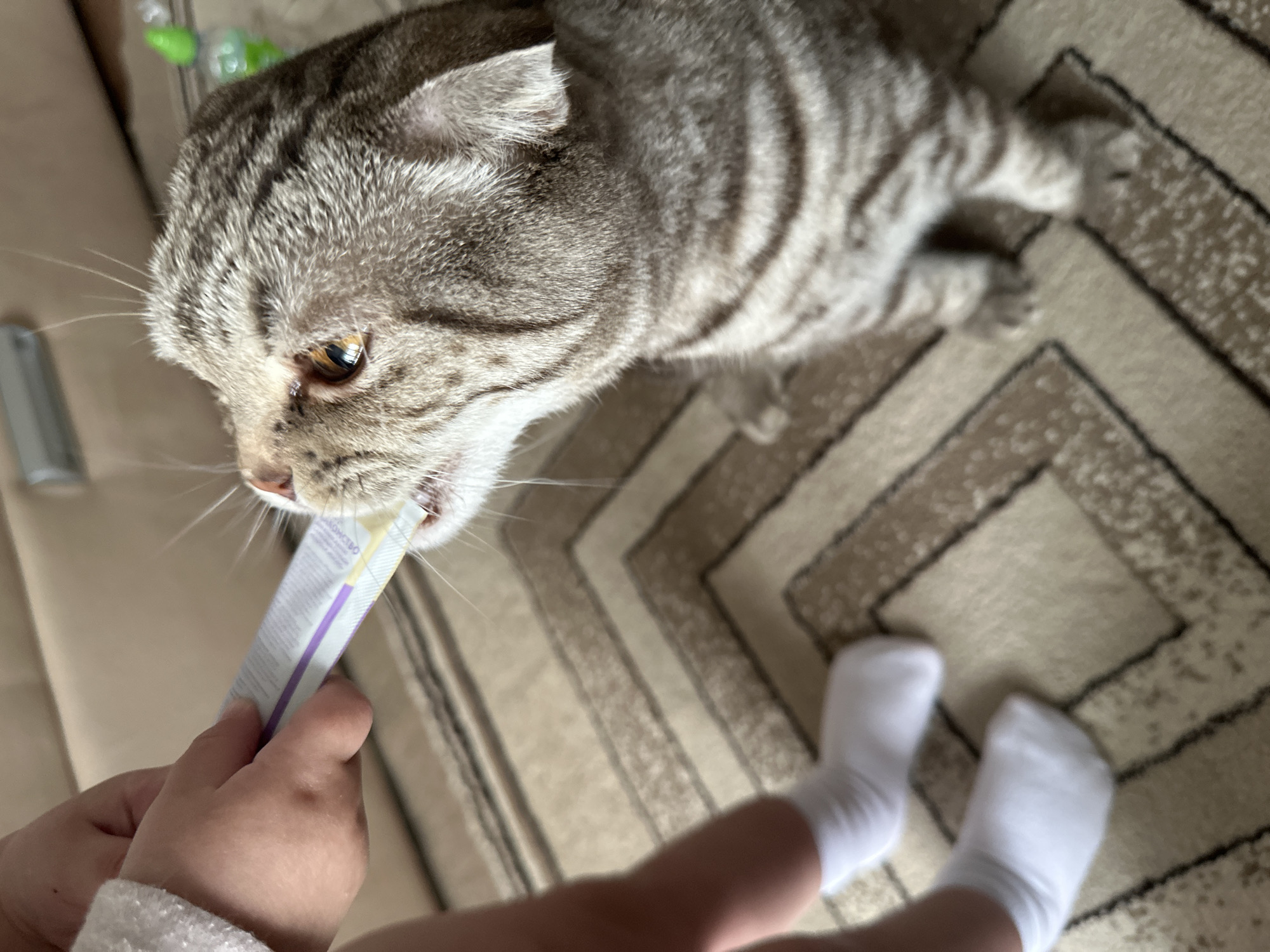 A close-up shot from a high-angle perspective shows a grey tabby cat being fed a treat from a white and purple sachet held by a person with fair skin. The cat is positioned on a tan carpet with a geometric pattern. A small portion of the person's legs and feet, clad in white socks, is visible in the lower part of the image. The location is not specified.