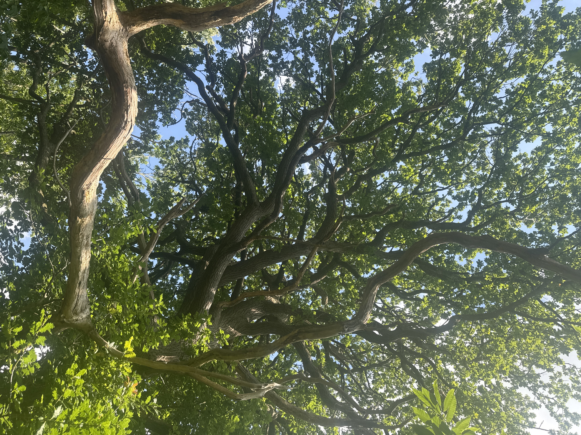 A low-angle, full-frame shot shows the dense canopy of an ancient oak tree against a clear blue sky. The tree's gnarled, thick branches twist and spread, creating an intricate network that fills the frame. Sunlight filters through the vibrant green leaves, highlighting some areas and leaving others in shadow. The texture of the bark is visible on the thicker branches, appearing rough and weathered. The overall impression is one of natural grandeur and age. The location is identified as Gravesham, United Kingdom, suggesting a possible setting in a park, woodland, or an older residential area with mature trees. There are no people or specific objects depicted besides the tree itself and the sky.