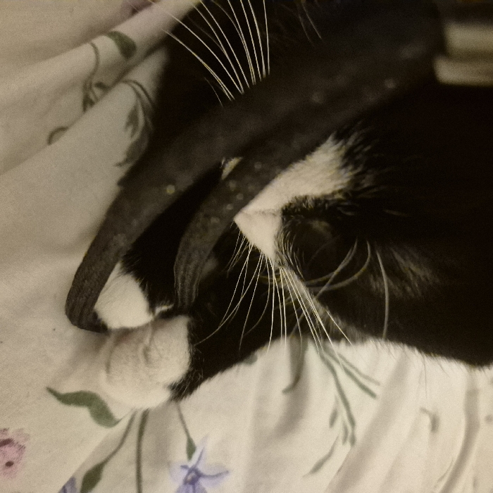 A black and white domestic cat, exhibiting a tuxedo pattern, is depicted resting on a light-colored bedsheet. The cat's eyes are closed, indicating sleep or deep relaxation. Prominent white whiskers extend from its snout. A dark, textured limb, consistent with the cat's own leg or tail, is positioned in the foreground, partially obscuring the left side of its face. A white paw is visible in the lower right portion of the frame. The bedsheet features a repeating floral pattern, primarily composed of purple and pink flowers with green leaf accents. The lighting is subdued, typical of an indoor environment. This scene is located in the city of Strasbourg, France.