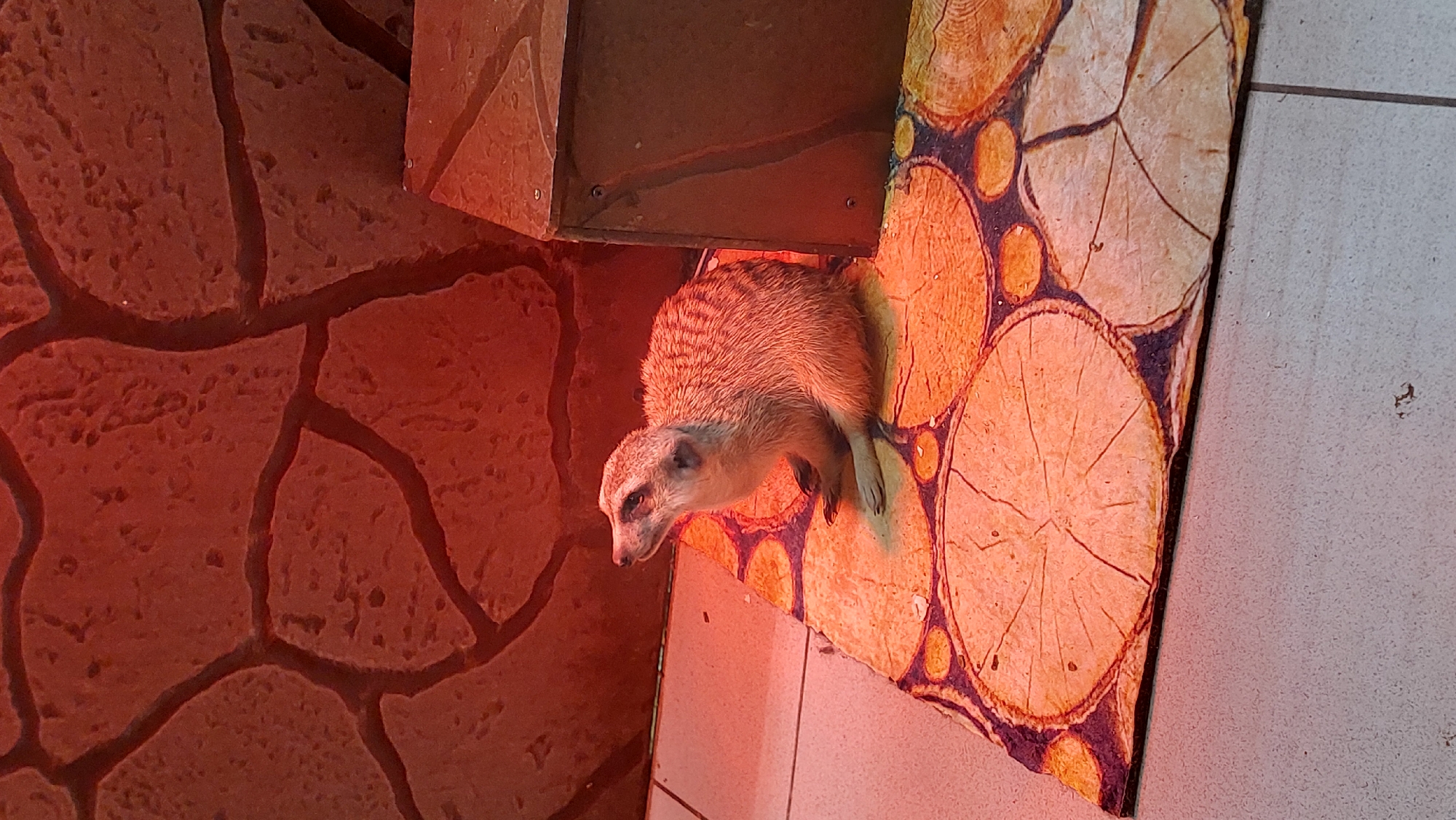 A meerkat is sitting on a mat that is designed to look like a cross-section of tree trunks. The meerkat is facing to the left, with its head tilted up as if looking at something off-camera. The background appears to be an enclosure, with a textured wall that resembles large stones, illuminated by a red heat lamp. To the right of the meerkat is a dark brown wooden box. The floor is tiled. The image does not contain any information that would allow it to be located in Yelizovo, Russia.