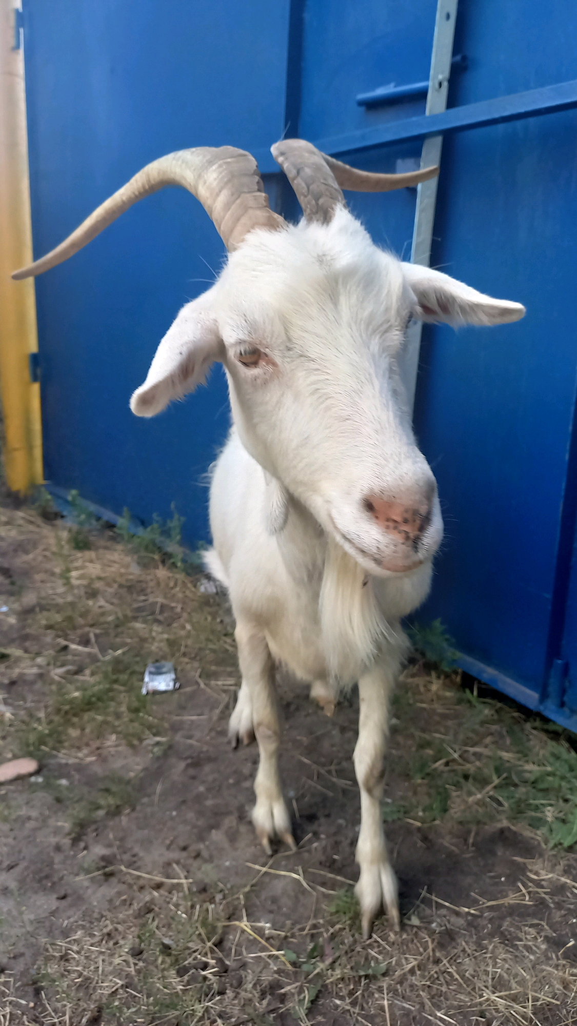 A medium shot captures a white goat standing on dry, patchy grass with dirt and some debris. The goat faces forward and slightly to the right, its head tilted. Its horns curve upwards and outwards. Behind the goat is a bright blue structure, possibly a fence or wall, with a yellow pole visible to the left. The ground appears to be a mix of dirt and dried vegetation. No people or actions are evident. The setting appears to be an outdoor area in the city of Klyntsi, Ukraine, based on the provided information.