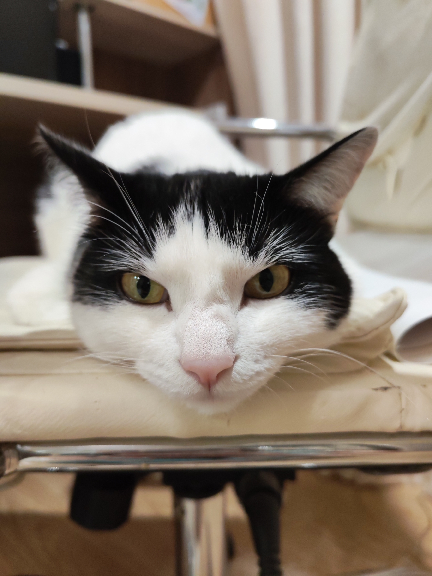 A close-up portrait captures a black and white cat resting indoors, its head positioned centrally in the frame. The cat has striking bright green-yellow eyes that look directly at the viewer with an intense, observant gaze. Its fur exhibits a clear tuxedo pattern: black fur covers its ears, forehead, and outlines its eyes, sharply contrasting with the white fur on its muzzle, cheeks, and chin. A delicate pink nose and numerous long, white whiskers complete its facial features.
The cat's head is comfortably resting on a light-colored, possibly beige, padded surface, which appears to be part of a chair or furniture. Below its chin, a shiny chrome or metallic bar, likely a component of the chair's frame, reflects light. The background is softly blurred, emphasizing the cat as the main subject. Visible blurred elements include a light-colored wooden shelf or cabinet structure on the left side of the background and a soft, cream-colored curtain or fabric on the right. The lighting is soft and even, highlighting the cat's fur and the clarity of its eyes. The scene depicts a calm and contemplative moment in an indoor setting, possibly a home in Chaikovsky, Russia. No text is visible in the image.