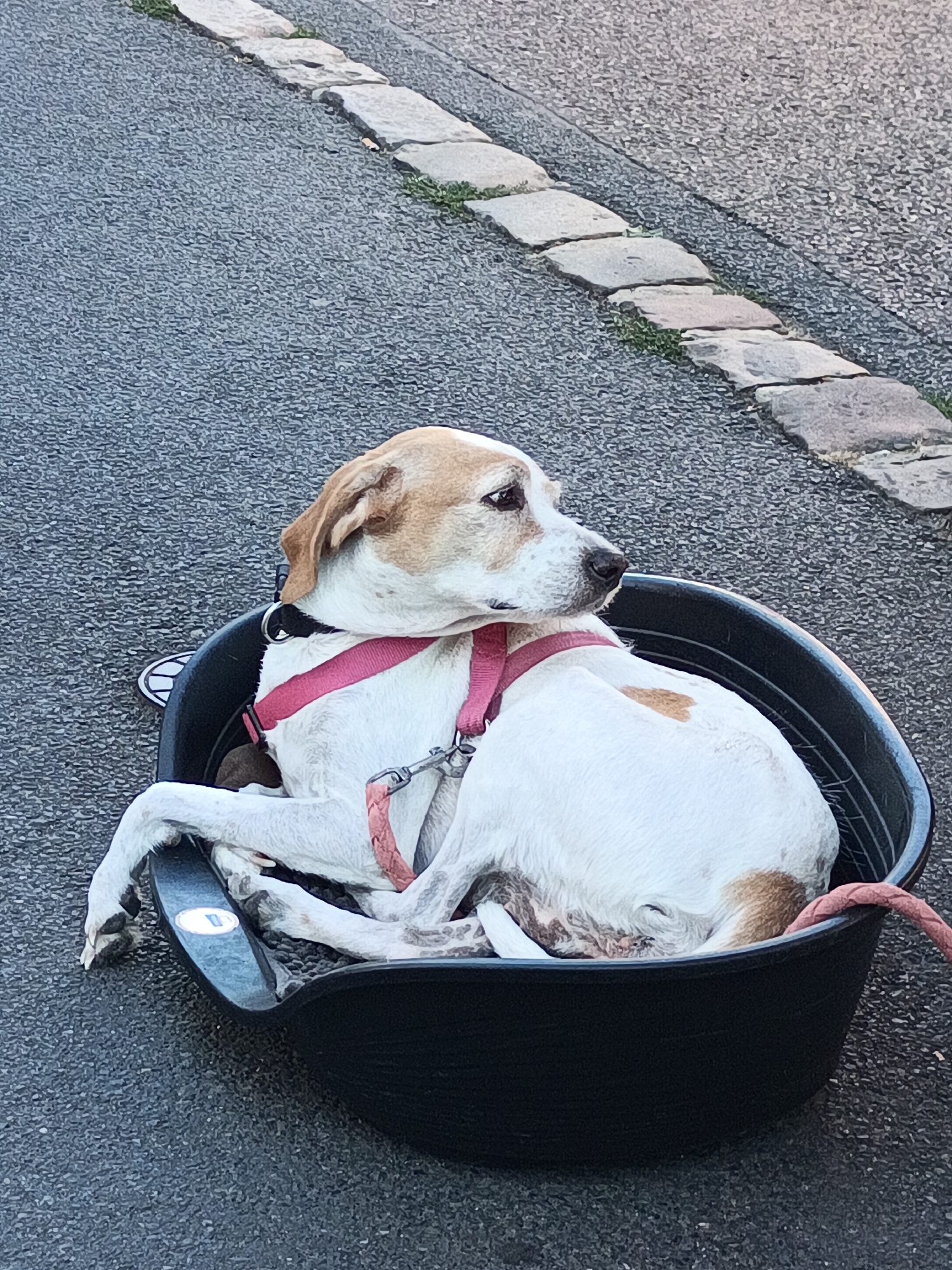 A medium-sized dog with white and tan fur is lying in a black plastic container on a paved surface in Le Neubourg, France. The dog is wearing a pink harness and leash. The paved surface appears to be a sidewalk or street, with a line of grey stones running along the edge. There are some patches of green grass growing between the stones. The dog is facing to the right, with its head turned and looking slightly downwards. Its front paws are resting on the edge of the container. The background is out of focus, but it appears to be a natural outdoor environment.