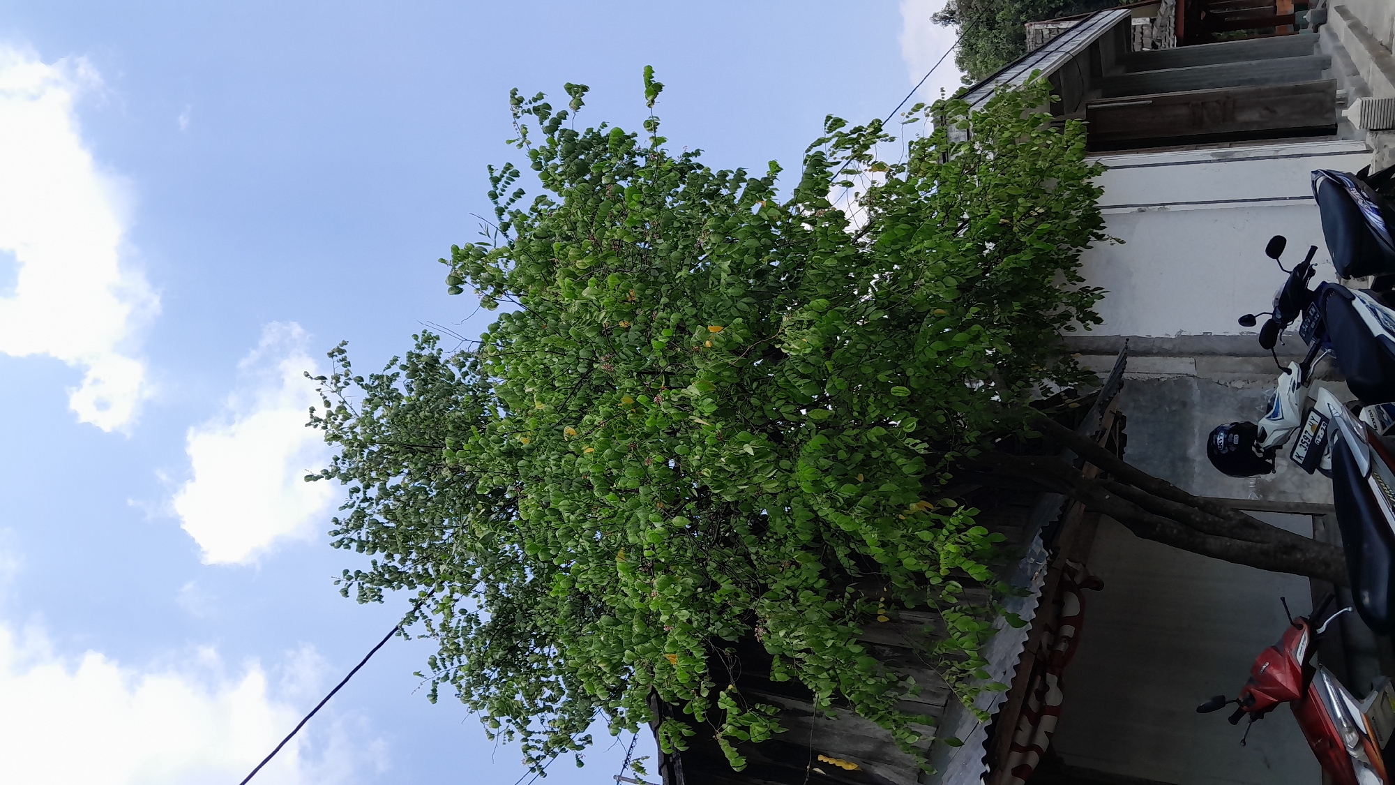 An outdoor, medium shot captures a vibrant green tree dominating the center of the frame, with a clear blue sky dotted with fluffy white clouds above. The tree's dense foliage, laden with small, light-colored fruits, extends over a rustic wooden building partially visible on the left, featuring a corrugated metal roof. On the right, a modern white building with concrete pillars stands adjacent to the tree. In the foreground, three motorcycles are parked: a red and white one on the far left, a white and blue one with a black helmet placed on its seat, and another motorcycle on the right. The image appears to be taken on a sunny day, likely in the village of Sumberarum, Indonesia, given the architecture and the presence of motorcycles.