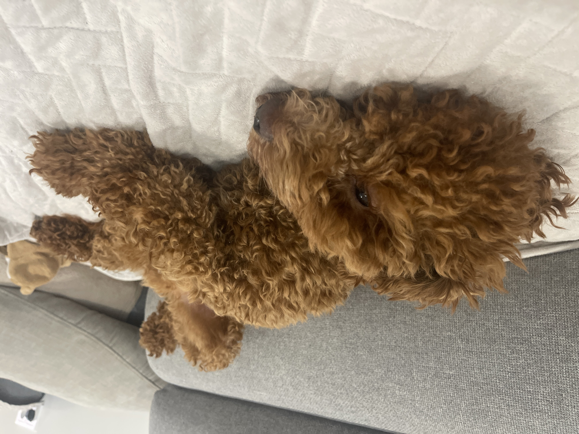 A brown poodle rests on a white blanket. The dog is lying on its side, with its head resting on its paws. The dog's fur is curly and appears to be wet. The blanket is placed on a couch, and a grey cushion is visible behind the dog. In the background, a beige cushion and a tan-colored object are partially visible. The lighting suggests an indoor setting.