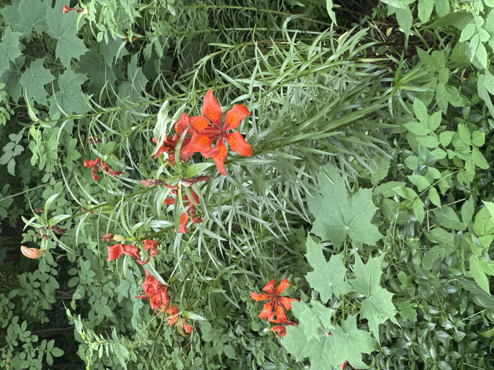 This media file is a top-down, slightly angled close-up shot of a dense patch of vegetation, predominantly green, with several vibrant orange lilies blooming amongst it. The scene is an outdoor natural setting, likely a garden or wild area, given the variety of plants.
The main subjects are the orange lilies, which are the most striking elements. One prominent lily, near the center-right of the image, is fully open and displays its delicate petals, speckled with darker orange spots. Several other lilies are visible, some fully bloomed, others in various stages of development or wilting, with some unopened buds also present. The lilies are growing on thin, branching stems that intertwine with other plants.
Surrounding the lilies is a lush tapestry of greenery. This includes broad, palmate leaves, possibly from a maple or similar plant, interspersed with much finer, grass-like foliage. The dense growth suggests a flourishing natural environment. The overall impression is one of natural abundance and growth.
There are no people or animals visible in the image. The lighting appears to be natural daylight, with no harsh shadows, suggesting it could be a partly cloudy day or late afternoon. The abundance of fresh green leaves and fully open flowers indicates it is likely spring or summer. There are no visible text elements. The setting, given the context, is Kuzmolovskiy, Russia. The overall mood conveyed is one of natural beauty and the vibrant life of a garden or wild landscape.