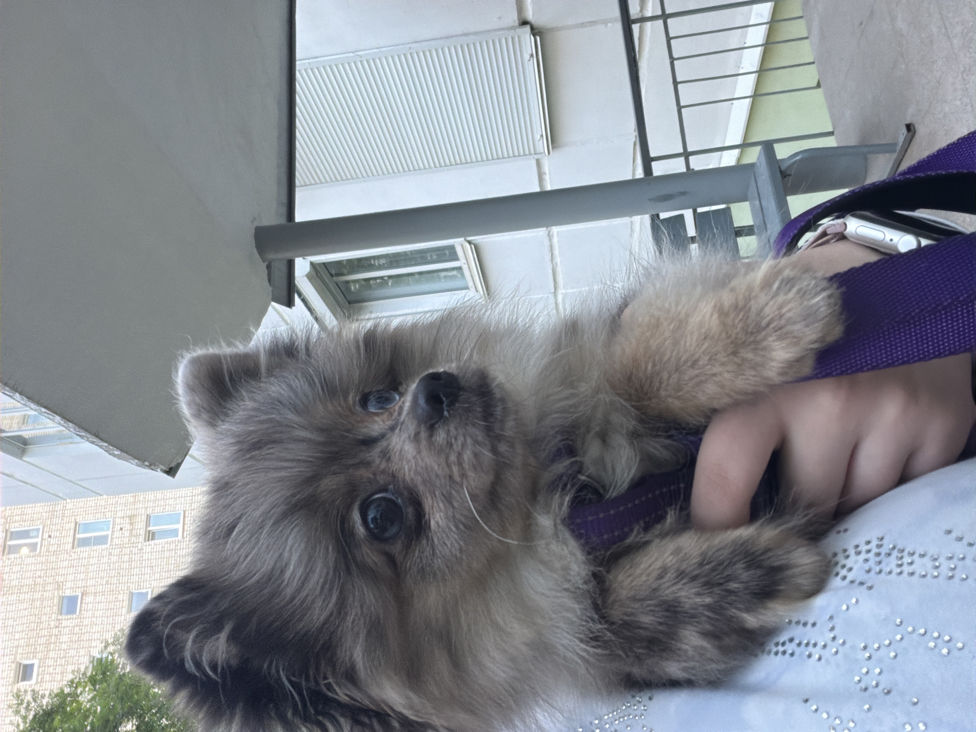 A small, fluffy dog with gray and tan fur is held in someone's arms. The dog has large, dark eyes and is looking to the right. It is wearing a purple harness. The person holding the dog is wearing a light blue shirt with silver embellishments. In the background, there is a building with several windows and white shutters. A metal railing and a bench are visible in the middle ground. The scene appears to be outdoors, possibly in a courtyard or on a balcony, in the city of Chaikovsky, Russia.